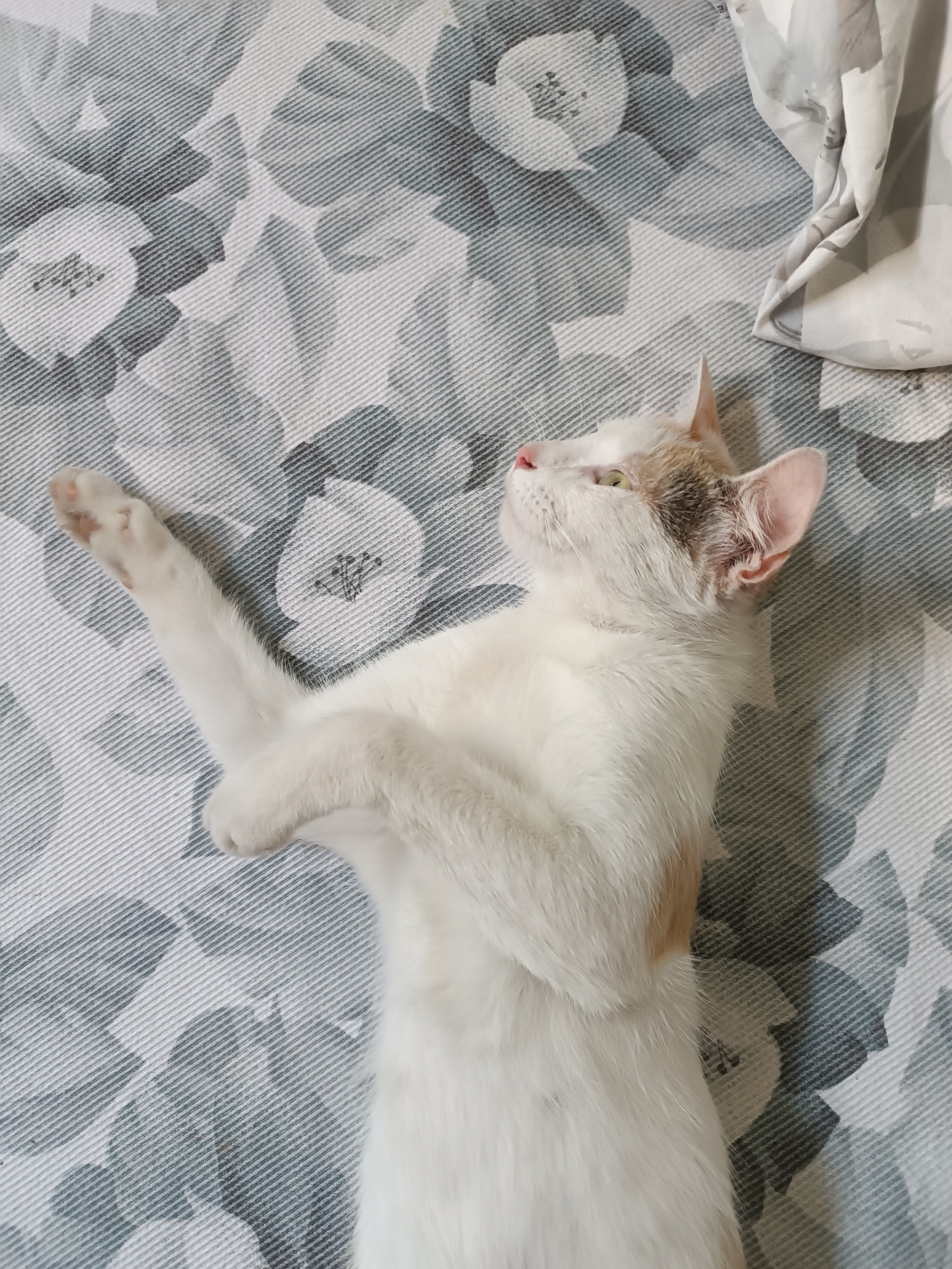 A white cat with light brown and gray markings is lying on its back on a floral patterned bedspread. The cat is positioned centrally in the frame, with its head tilted upwards and to the right. Its paws are raised and crossed, giving the appearance of a playful or relaxed posture. The cat has green eyes and pink paw pads. The bedspread has a gray and white floral design with subtle diagonal lines in the background. To the upper right of the frame, a section of a white duvet is visible, draped and folded. The image appears to be taken indoors, likely in a bedroom. The location of this scene is in Viadana, Italy.