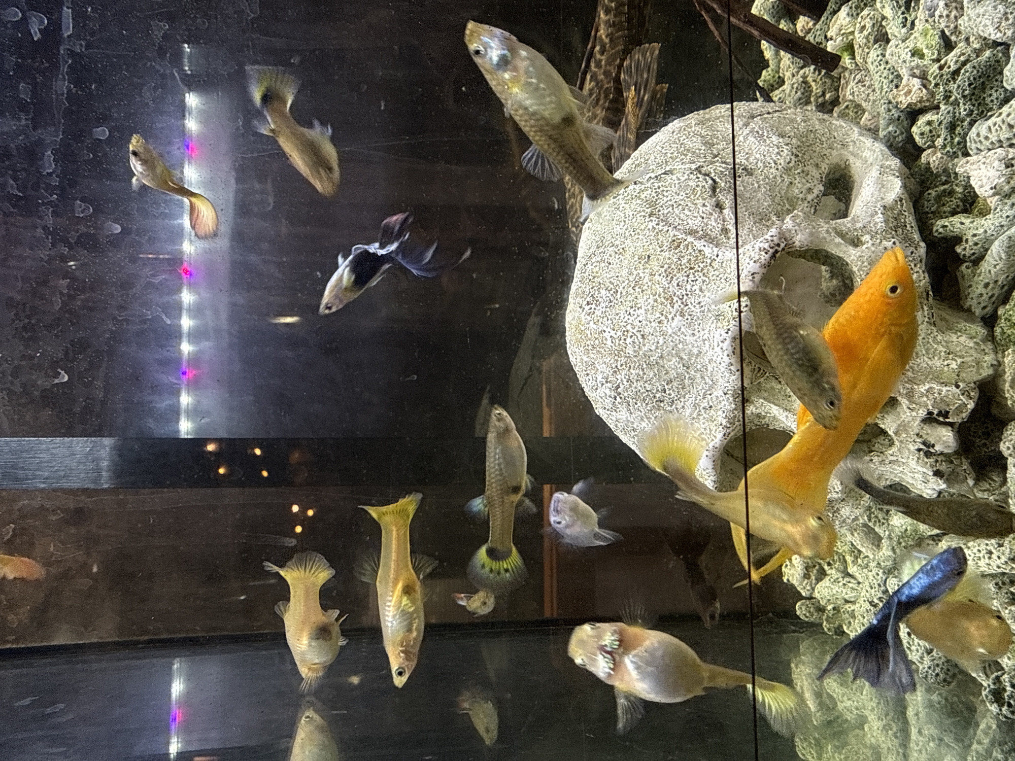 The image depicts an aquarium with numerous small fish swimming in clear water. The aquarium is illuminated from above by colorful LED lights, casting a purple and pink glow. Several guppies, identifiable by their distinctive tails and body shapes, are visible throughout the tank. A notable centerpiece is a skull-shaped ornament, textured and gray, which serves as a habitat for some of the fish. The substrate of the aquarium consists of small, light-colored pebbles interspersed with green mossy growths. In the background, the dark interior of the aquarium and reflections on the glass are visible. There is no information in the image to suggest a location in Yachiyo, Japan.