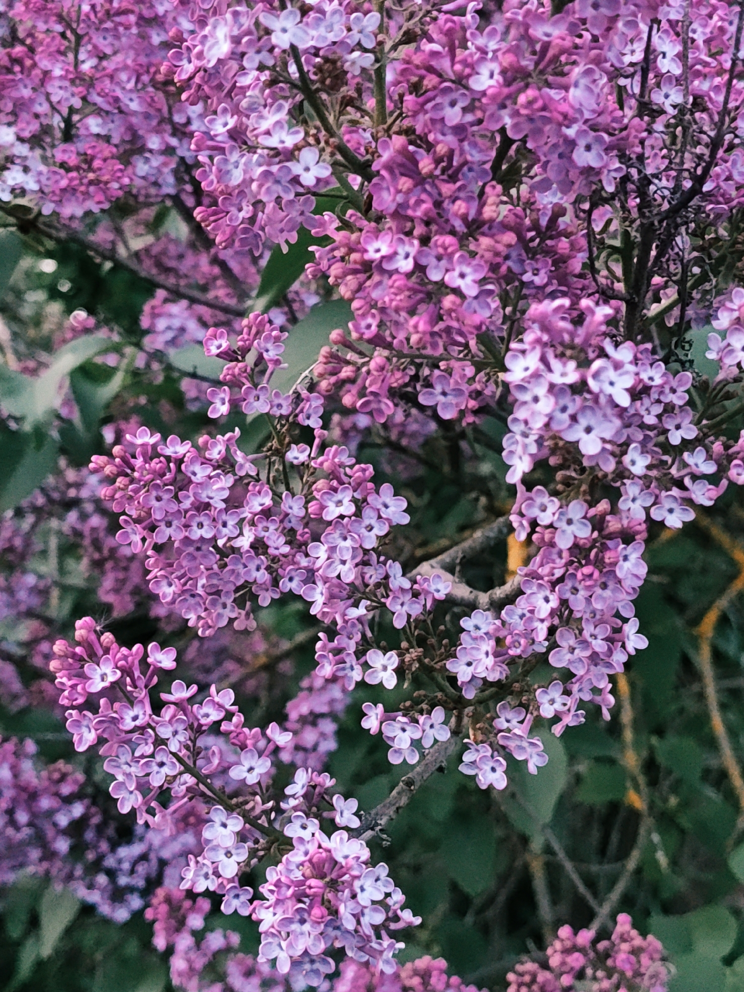 The image shows a close-up view of lilac flowers in full bloom, likely in Parkhomivka, Ukraine. The flowers are predominantly shades of purple and lilac, arranged in dense clusters on branches. Some green leaves are visible in the background. The lighting is soft and natural, with some areas slightly overexposed. The composition focuses on the intricate details of the blossoms, highlighting their small, delicate petals. The overall impression is one of springtime beauty and abundance.