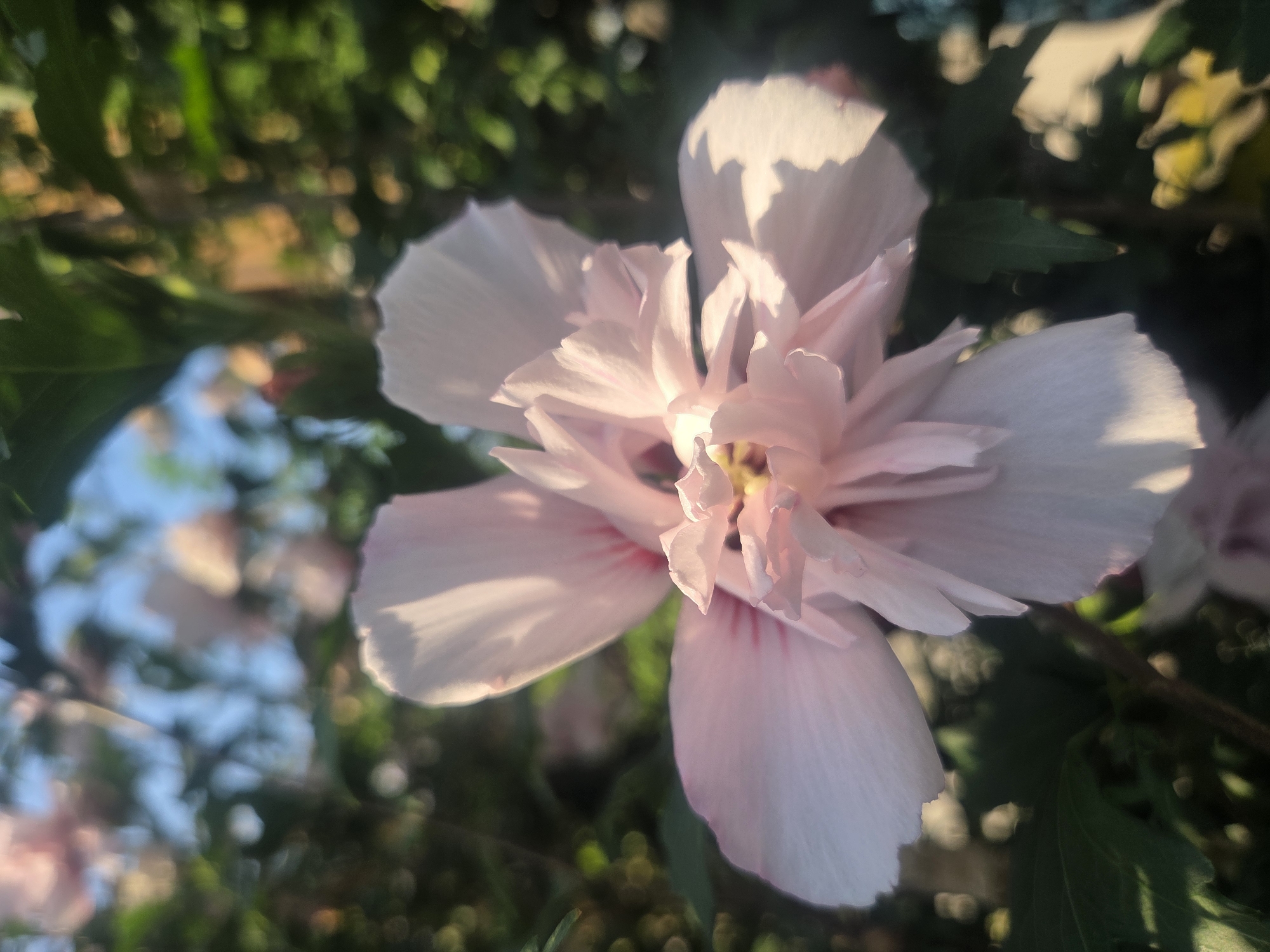 The image is a close-up, eye-level, natural light photograph of a light pink hibiscus flower in bloom, centered in the frame. The flower's petals are delicate and appear slightly ruffled in the center, with subtle pink veins visible. The foreground and middle ground are sharply focused on the flower and its immediate green foliage. The background is softly blurred, showing more out-of-focus flowers, green leaves, and hints of blue sky and warm sunlight filtering through the greenery. The overall impression is one of a serene garden setting. There is no indication of Verona, Italy within the image itself.