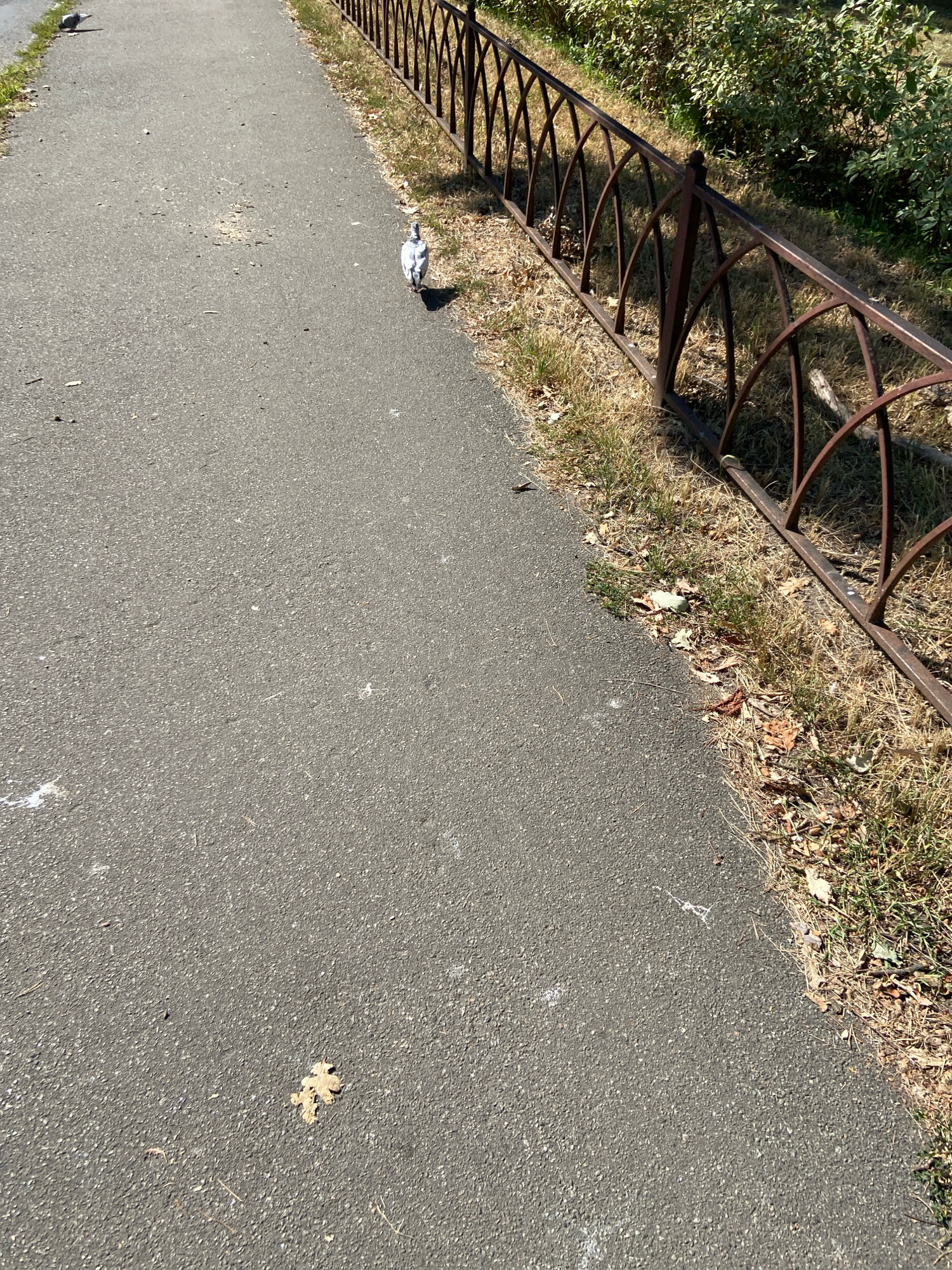 A bird is walking on a paved path next to a brown metal fence. The path is gray asphalt with some small pebbles and fallen leaves scattered on it. The fence is ornate with arched metal bars and appears to be rusted. Beyond the fence, there is dry grass and some green foliage. The lighting suggests it is daytime with sunlight casting shadows. There is another bird visible in the distance on the path. The scene is outdoors in an urban or suburban setting.