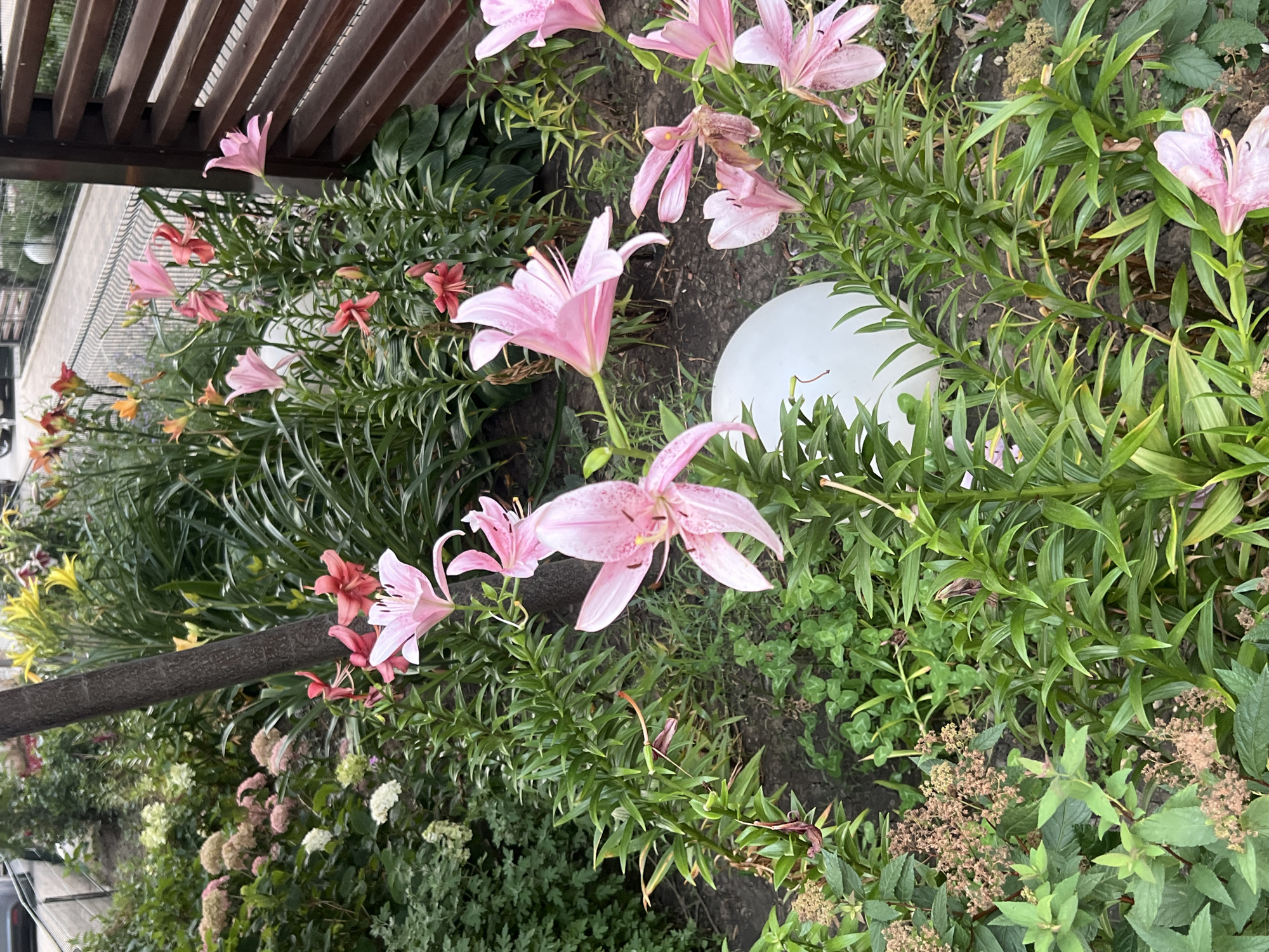 The image shows a close-up view of a garden bed in Belozernyi, Russia, featuring a variety of blooming lilies in shades of pink and red, interspersed with lush green foliage. A dark tree trunk runs vertically through the center of the frame. In the background, a white spherical object is visible, and to the right, a wooden fence with horizontal slats encloses the garden. The ground is covered with dark soil and scattered dry leaves and clover. The lighting suggests it is daytime, with soft shadows indicating overcast conditions or diffused sunlight.