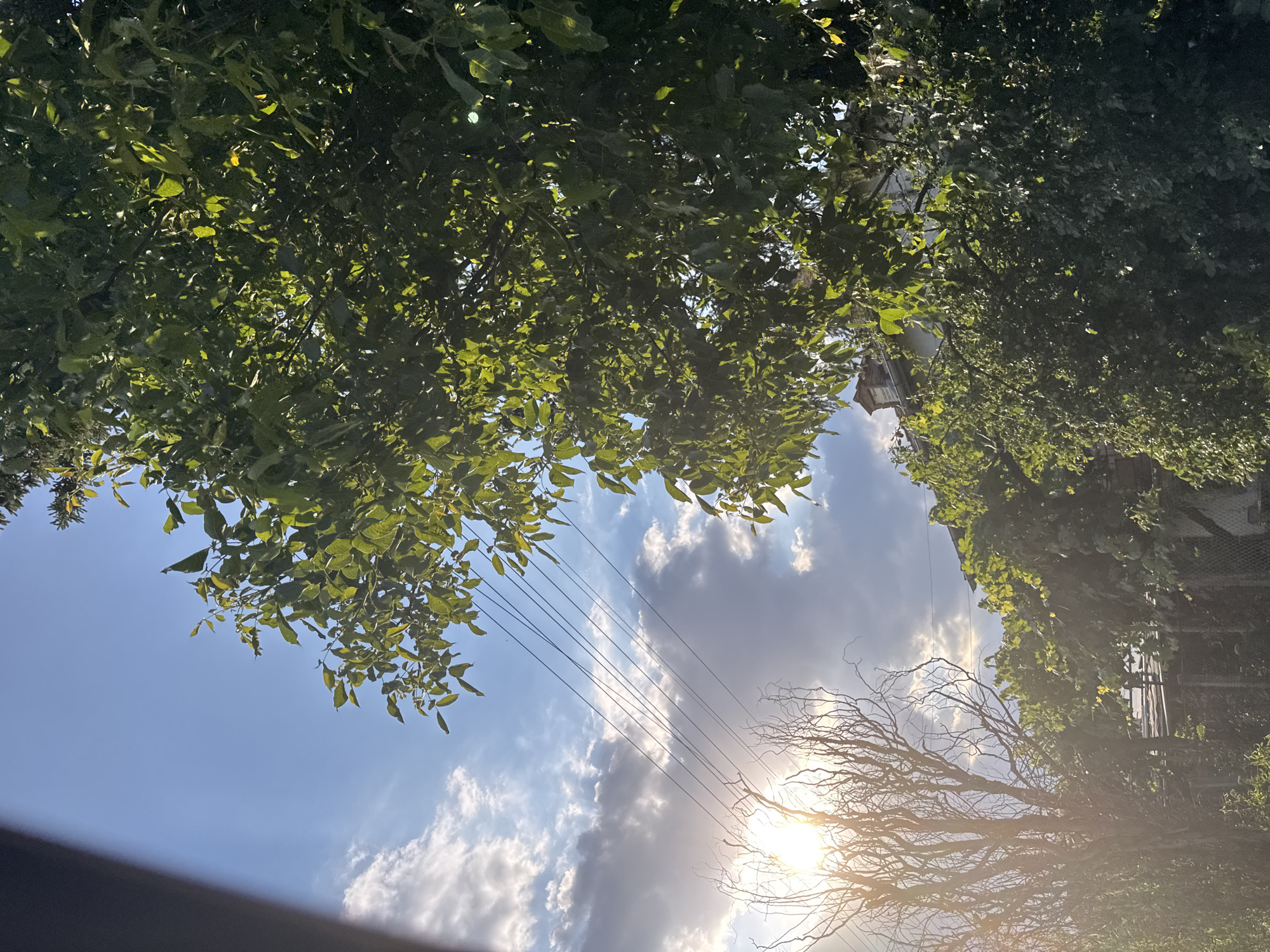 This is a vertical, medium shot photograph taken outdoors in a residential area, likely in Gelemenovo, Bulgaria. The image is dominated by lush green foliage from trees and other vegetation, interspersed with parts of a building and utility wires against a sky with scattered clouds.
In the upper right quadrant and center right, dense green leaves of a tree are visible, some illuminated by sunlight. The sunlight also shines through the leaves, creating bright highlights. In the upper left and center, a bright sun peeks through the clouds, casting a warm glow and lens flare. Numerous thin, dark utility wires are strung across the sky, stretching diagonally from the upper left to the center.
In the lower left, a bare, skeletal tree with many thin branches stands in silhouette against the bright sky and sun. In the background, a portion of a white building with a terracotta roof is visible peeking through the trees. A wire fence is also discernible in the lower portion of the image. The overall environment suggests a backyard or garden area. There are no people or animals present in the frame. The scene is captured during daylight hours, with the sun suggesting either early morning or late afternoon light.