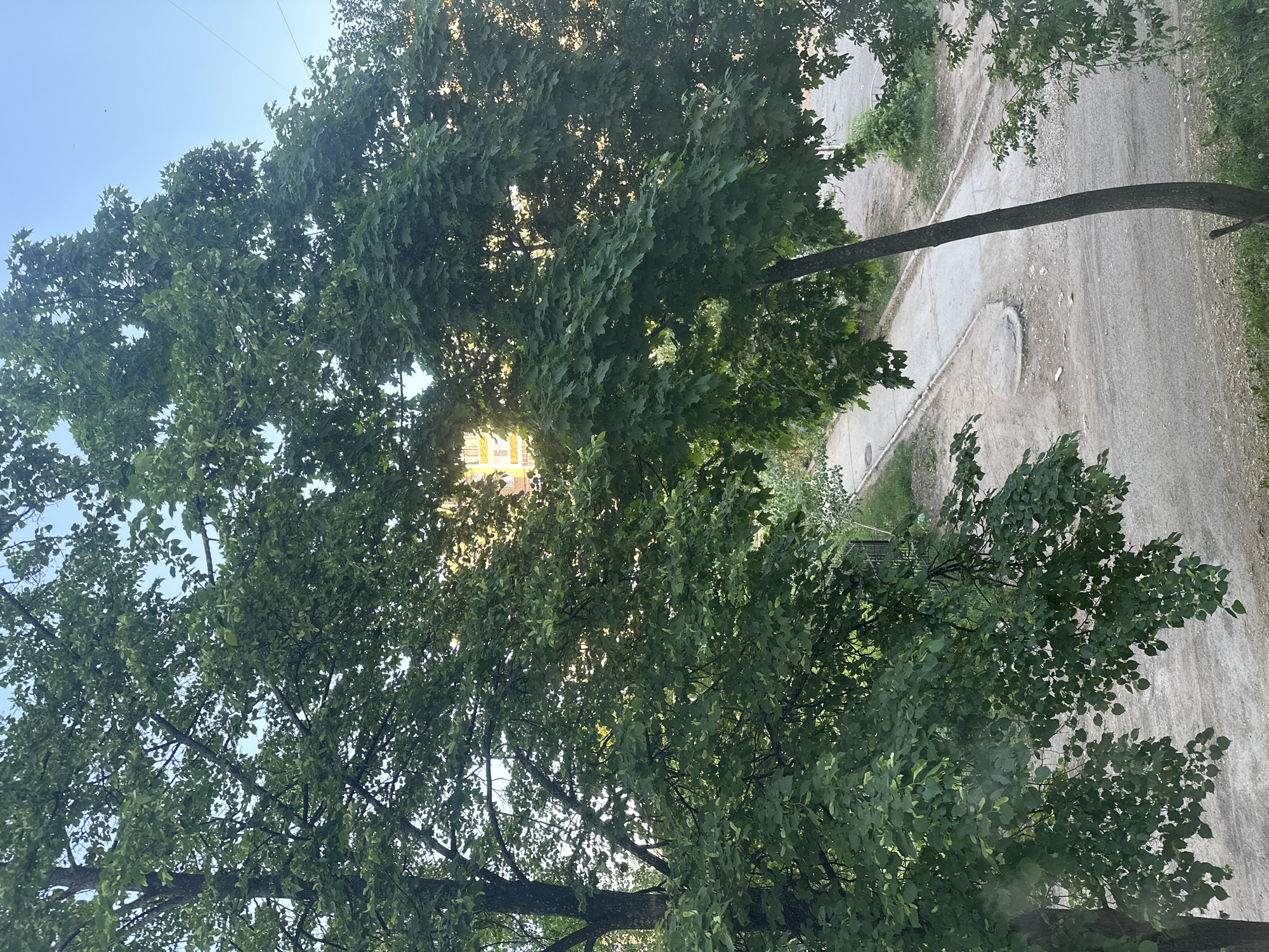 View of trees along a street in Chaikovsky, Russia. The branches are filled with green leaves. Sunlight is seen behind the leaves of the trees, and parts of a building are also seen in the distance. In the background, the gray street is visible.