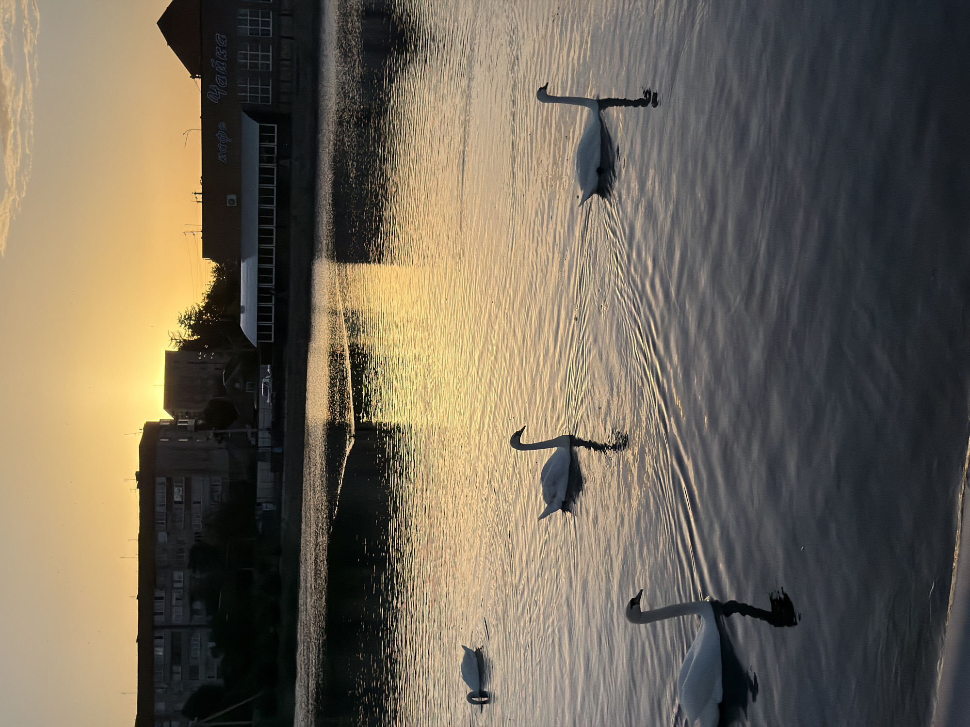 The image depicts a body of water at sunset. Silhouetted buildings line the left side, including one with the name "Чайка" visible. Three swans are swimming in the water, leaving wakes behind them. The sunset reflects in the water, creating a bright, golden glow. The location is in the city of Leningradskaya, Russia.