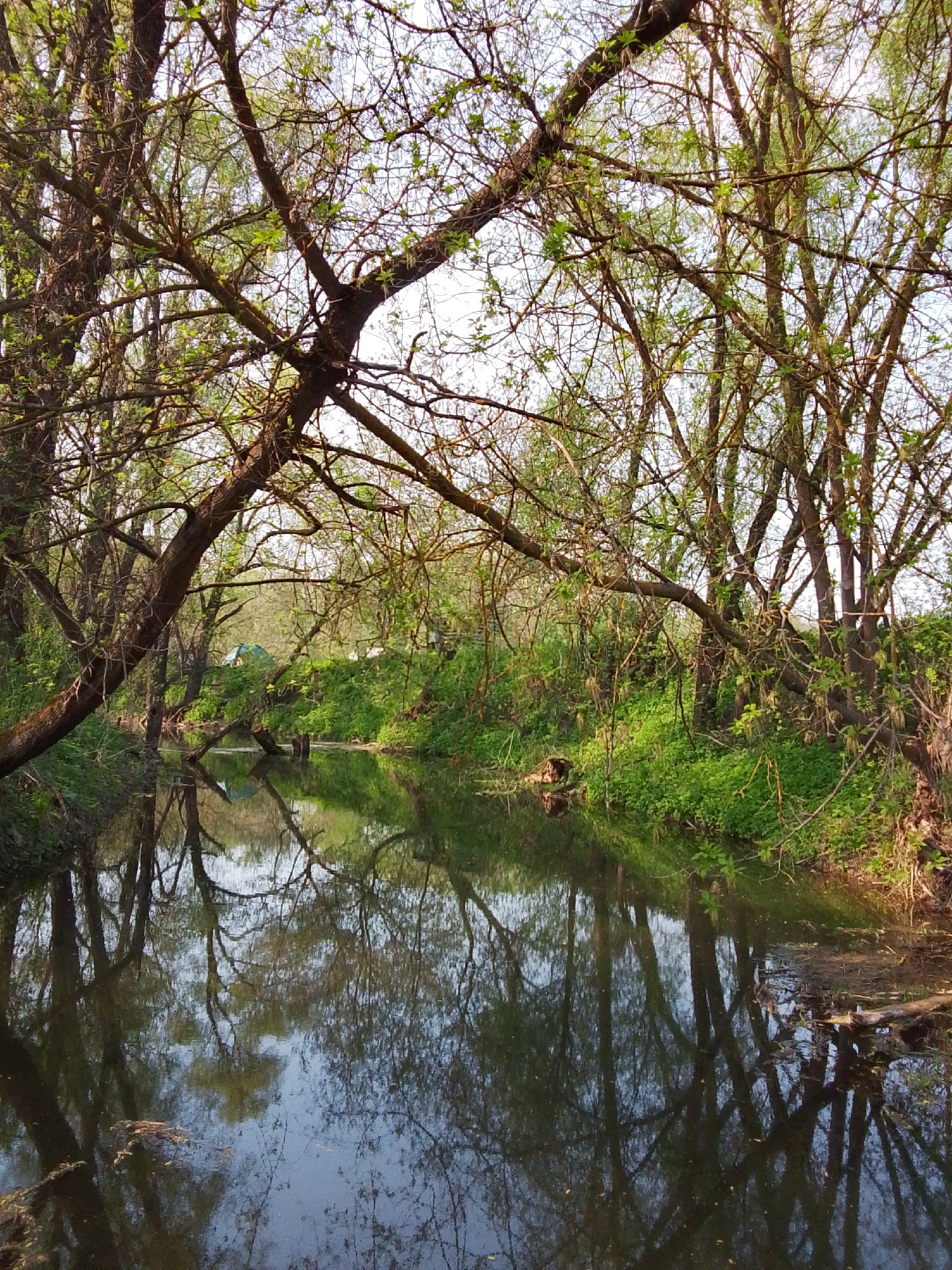 A still body of water reflects trees with sparse green leaves in Каменка, Russia. A green tent is seen in the background. The water's surface mirrors the trees and sky. Fallen branches lay on the water bank.