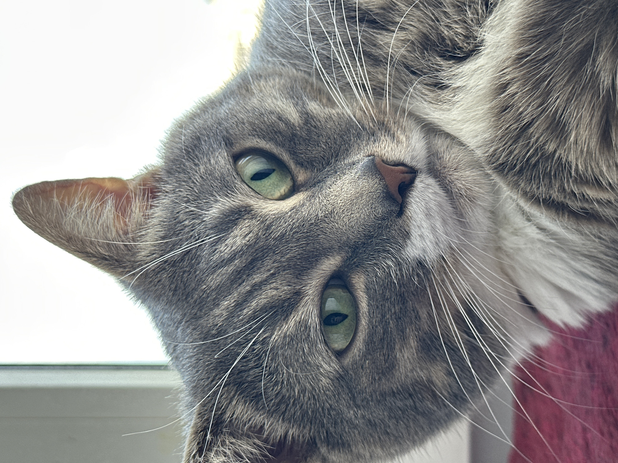 This media file is a close-up, upside-down photograph of a domestic cat. The cat has gray tabby fur with white accents, particularly on its chest and around its muzzle. Its eyes are a striking green with black, slit pupils, suggesting it might be in moderate light. The cat's whiskers are long and white.
The background is largely out of focus and appears to be a bright, possibly sunlit area, with a hint of a window frame or ledge visible at the bottom left. A textured pink or red surface is visible on the right side, partially obscuring the cat's body. The composition focuses entirely on the cat's face and a portion of its head and neck.
There is no visible text in the image. The lighting suggests it could be daytime. The cat's expression is neutral, perhaps curious or relaxed, given its tilted head. The overall impression is an intimate portrait of a pet captured from an unusual perspective.