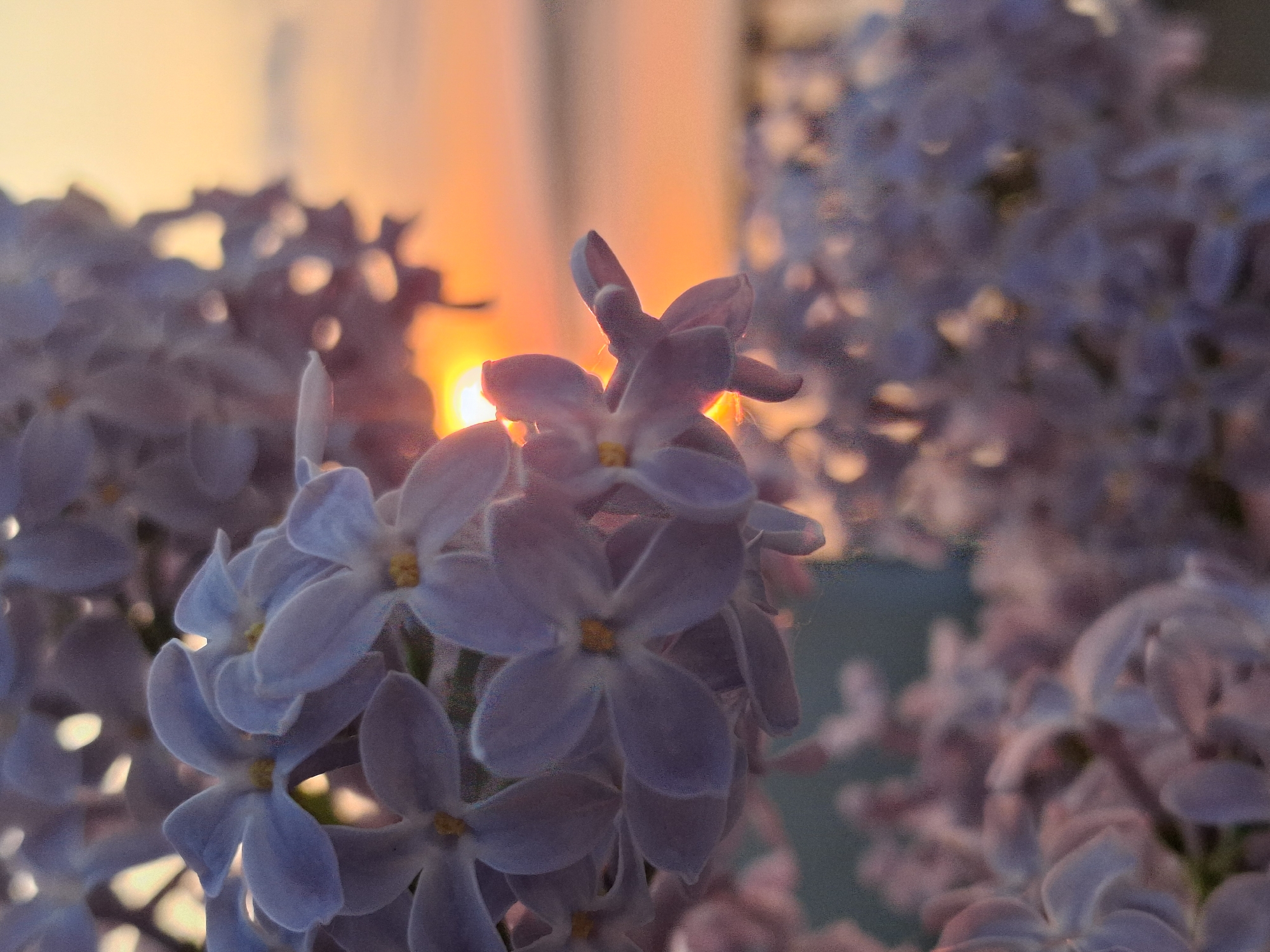 The image shows a close-up of lilac flowers. The flowers are light purple. A bright light source, possibly the sun, is visible in the background, creating a warm glow. The location of the image is Chaikovsky, Russia.