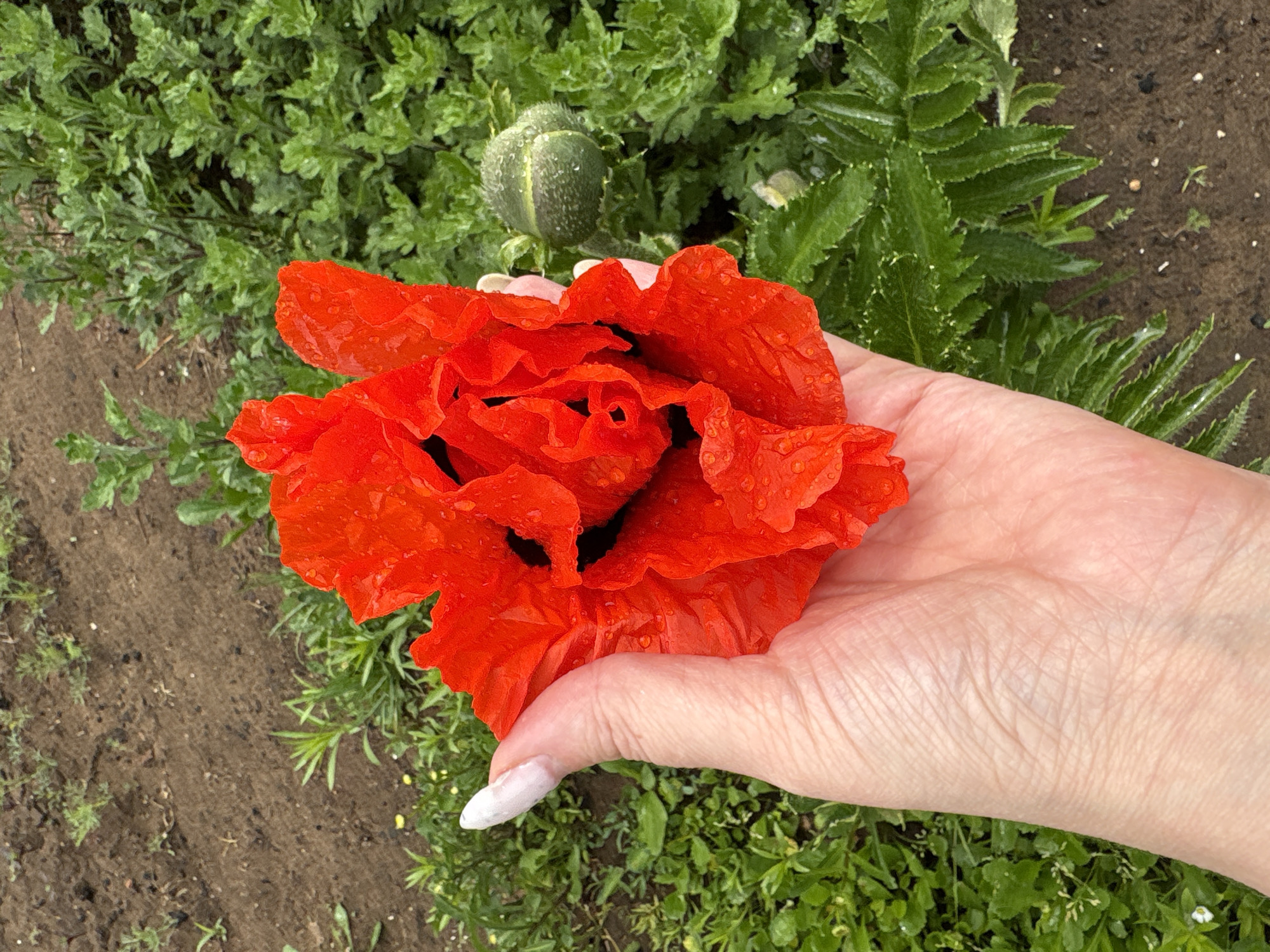 A person's right hand gently holds a large, vibrant red poppy flower, its delicate, ruffled petals covered in small water droplets, suggesting recent rain or morning dew. The hand has visible wrinkles and neat fingernails with a light-colored (possibly white or very pale pink) polish, some of which appears chipped.
The scene is set outdoors, likely in a garden or field in Chaikovsky, Russia, during the daytime. The background is filled with lush green foliage, including more poppy leaves and an unopened poppy bud, also dotted with water droplets. Patches of damp, dark brown soil are visible amongst the plants. The overall impression is one of natural beauty and freshness, capturing the poppy at its peak after a period of moisture. No text is visible in the image.