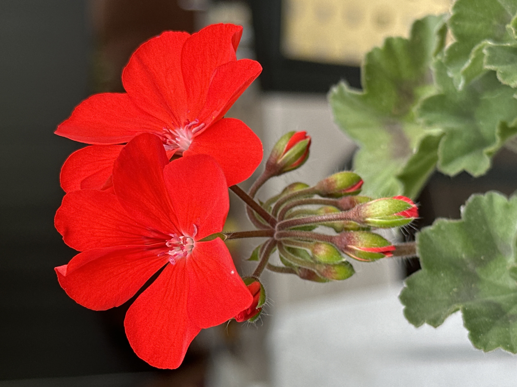The image is a close-up, vertically oriented, outdoor photograph of a cluster of bright red geranium flowers. Two fully bloomed flowers are prominent at the top, with their petals unfurled. Below them, a spray of green buds, tinged with red at their tips, are tightly closed. The flowers are attached to slender, reddish-brown stems that are covered in fine hairs. Some green, serrated leaves are visible at the bottom of the frame. The background is blurred, with areas of dark gray and lighter gray and beige. There is no indication of a specific location in Yessentuki, Russia, or any people or actions. The overall impression is a detailed study of the botanical features of the geranium plant.