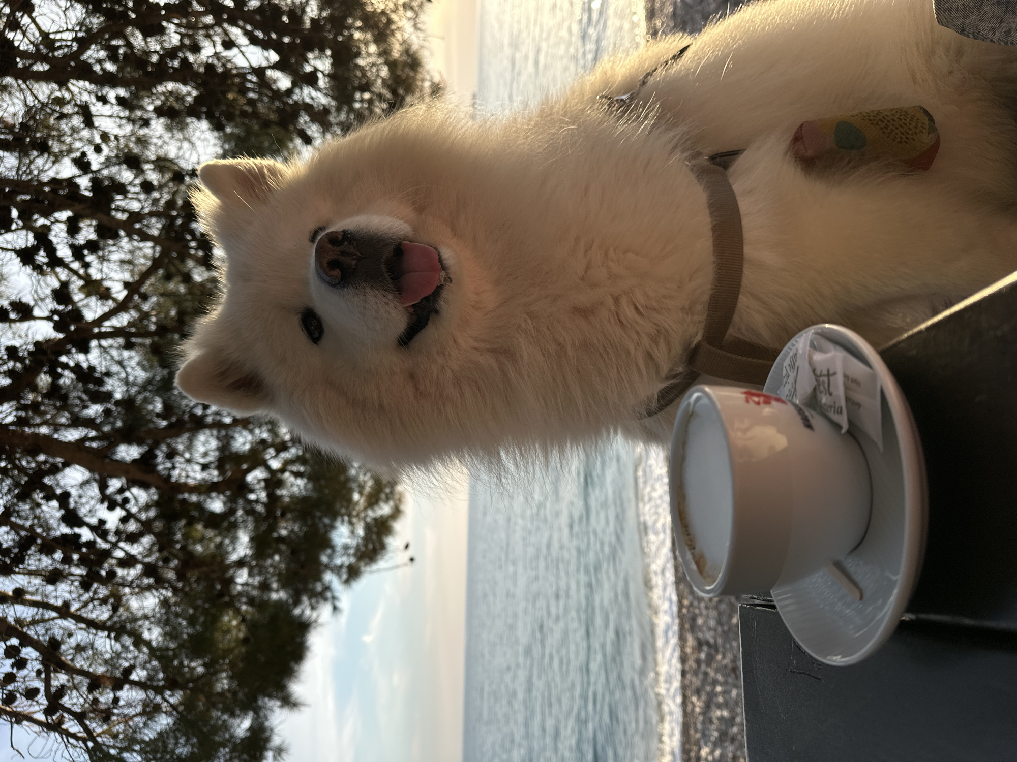 A medium, eye-level, outdoor shot shows a white Samoyed dog sticking its tongue out, with a coffee cup on a table nearby, in Bar, Montenegro. The dog's head is turned slightly toward the camera. The dog has a grey harness on its body, and a colorful, patterned bandage on its side. A white coffee cup sits on a matching saucer on a black table. A small packet is attached to the side of the cup. A tree with thick branches is in the background. The sea is visible between the branches and the table. The sun is shining.