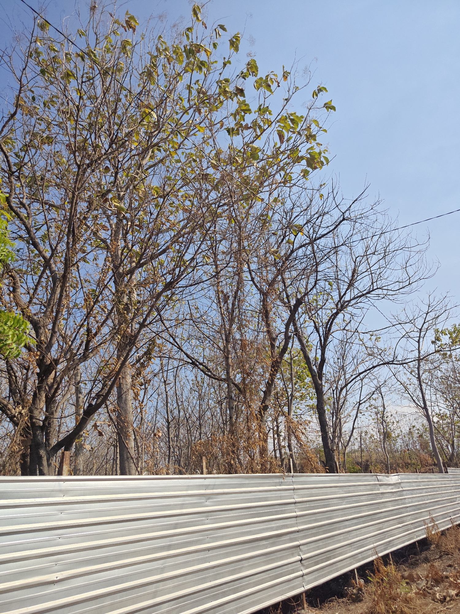 In Klampokan, Indonesia, a corrugated metal fence stretches across the frame, casting a diagonal line from the lower left to the upper right. Beyond the fence, a cluster of trees stands with bare branches and sparse, yellowing leaves, indicating a dry season or a period of seasonal change. The sky is clear and bright blue, suggesting a sunny day. A thin strand of electrical wire runs diagonally across the upper portion of the image, intersecting the tree branches. The ground beneath the fence appears dry and covered with sparse vegetation.