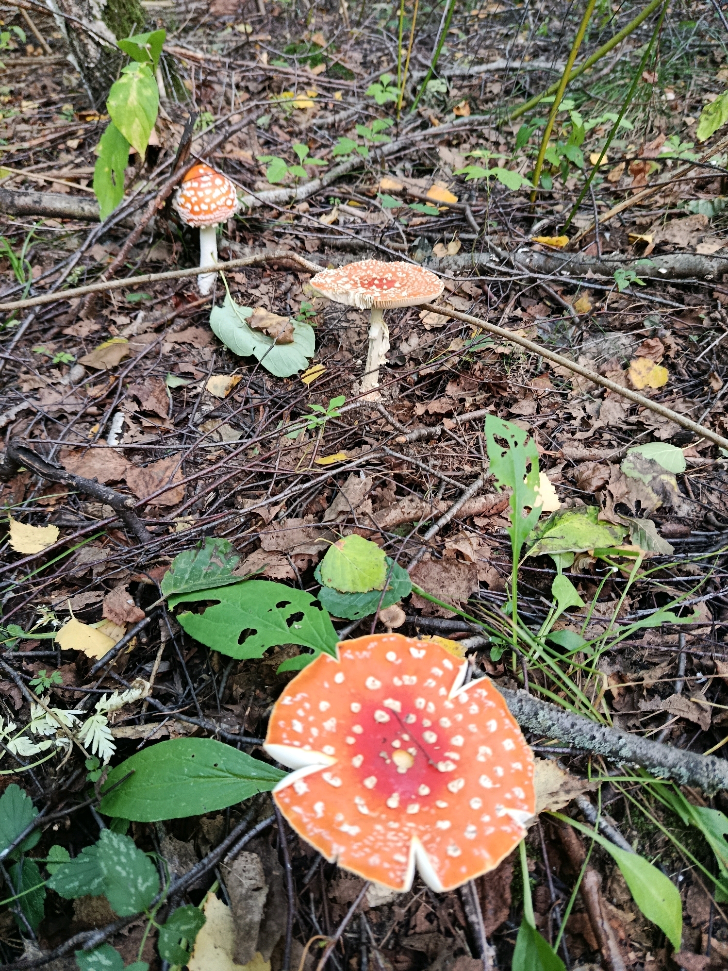 In a forest floor scene, several fly agaric mushrooms are visible. One mushroom, in the foreground, is centered and its vibrant red cap with white spots is prominent. To its upper left, another mushroom with a similar red and white spotted cap is partially obscured by branches and foliage. Further back and slightly to the right, a third mushroom is visible, also displaying the characteristic red and white pattern. The ground is covered with fallen leaves, twigs, and dry foliage, indicating an autumn or damp forest environment. Green leaves and plants are scattered throughout, adding to the natural setting. The image is taken from a medium-low angle, focusing on the mushrooms and the forest floor.