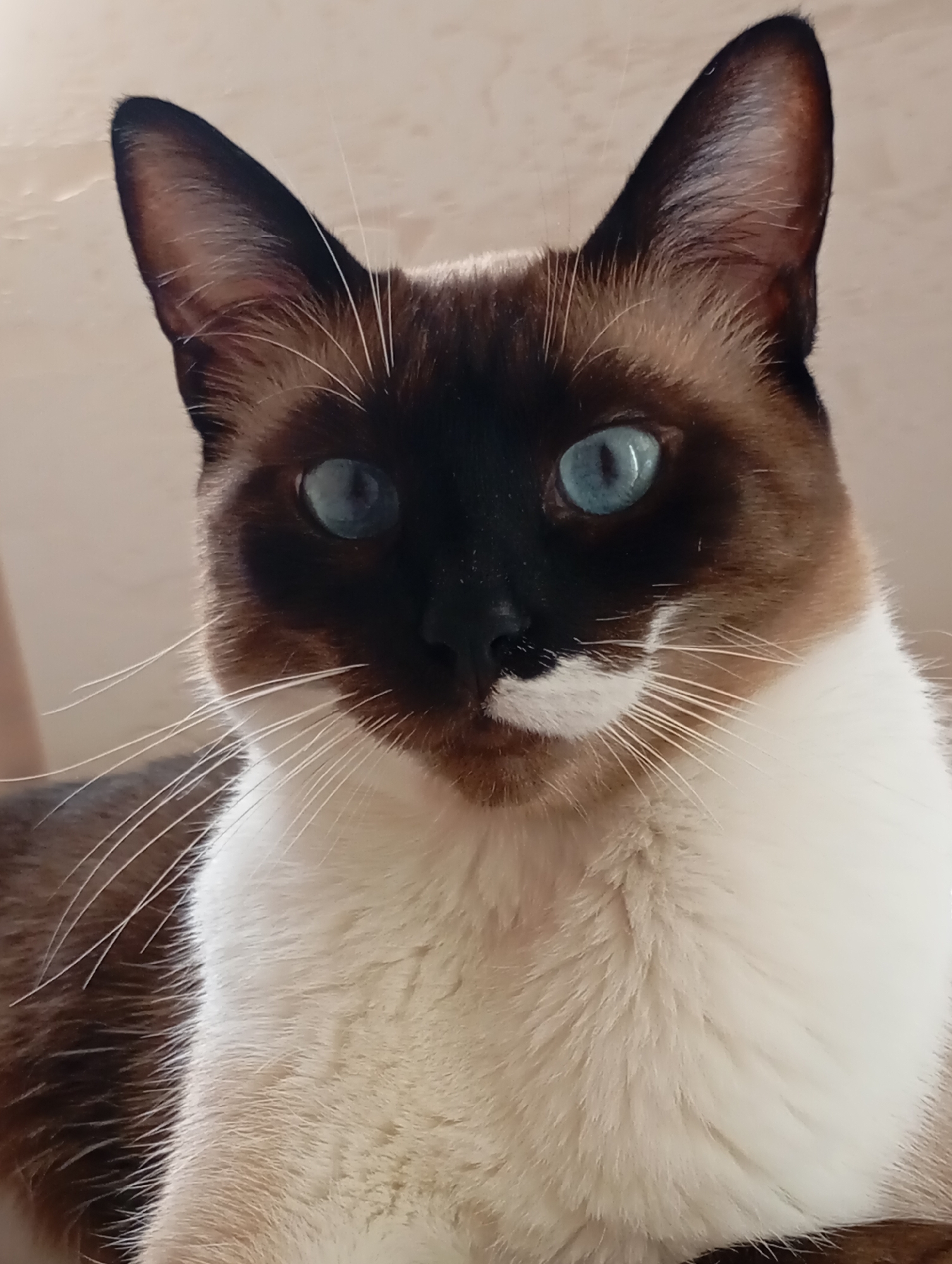 The image is a close-up, eye-level portrait of a Siamese cat with striking blue eyes. The cat's fur is a mixture of dark brown and cream. The background is a plain, light-colored wall, possibly in a domestic setting. There is no discernible location in the city of Batumi, Georgia. The scene is static and depicts a single subject.