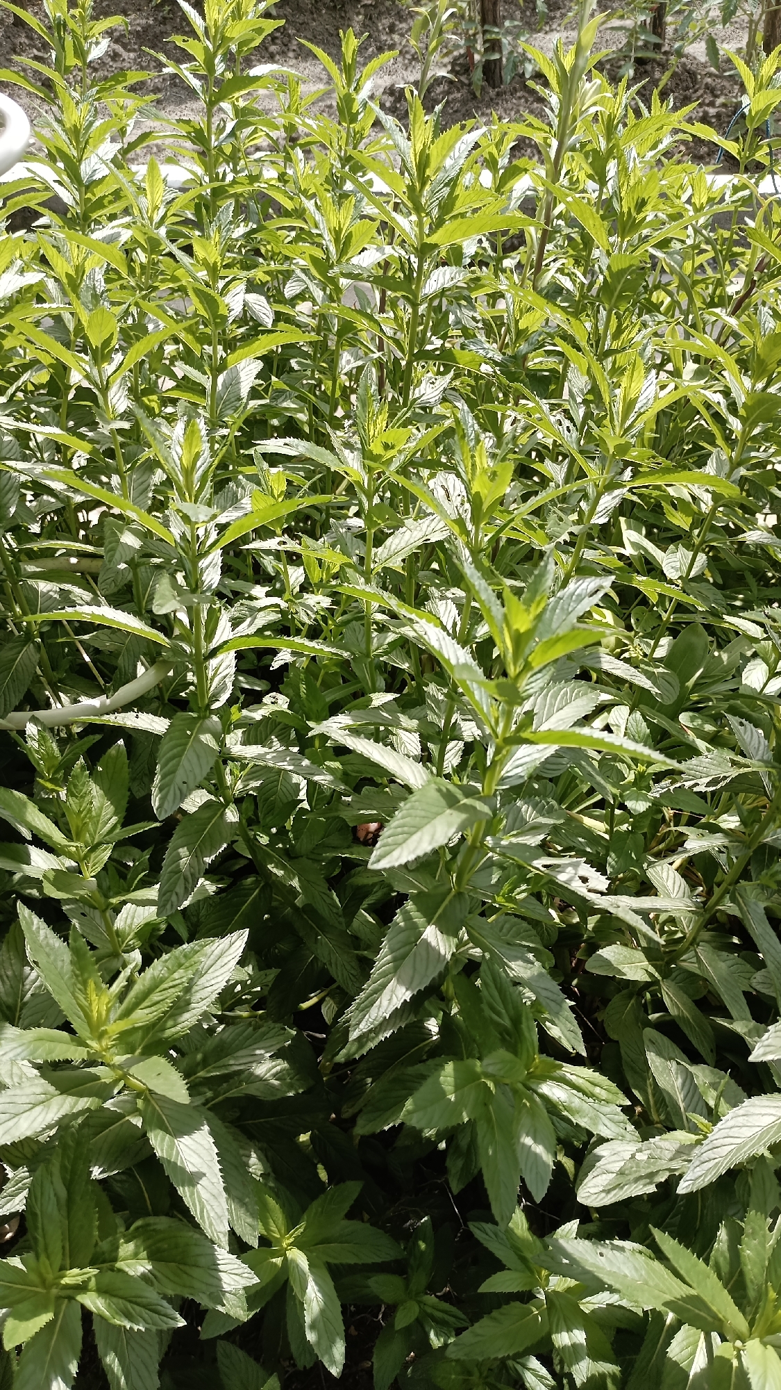 The image shows a patch of green plants, likely mint or a similar leafy herb, growing densely. The location is not discernible from the image alone. There are no people visible. The plants have elongated, pointed leaves with serrated edges. Light reflects off some leaves, creating highlights. The plants appear healthy and well-maintained.