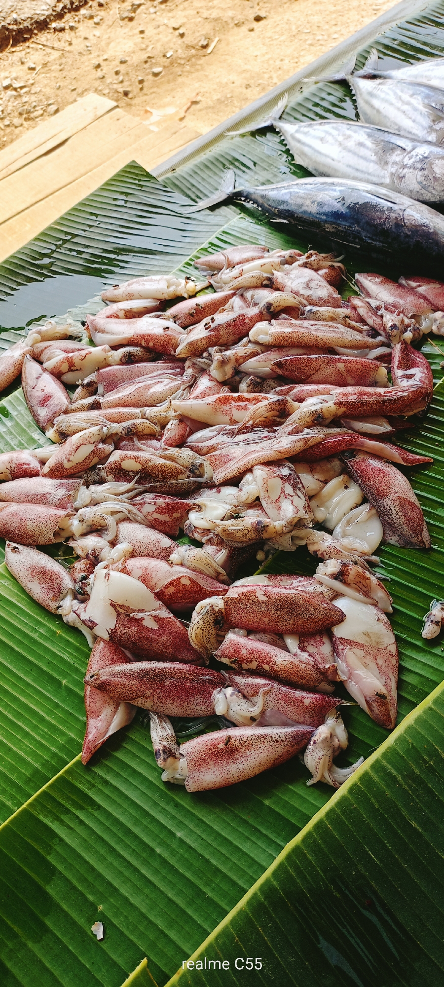 This media file captures a vibrant display of fresh seafood, likely at an outdoor market in Lhokseumawe, Indonesia. The main subjects are a large pile of raw squid and several whole fish, arranged for sale.
The squid, primarily light pinkish-white with reddish-brown spots, are heaped in the foreground and center of the image. Their bodies appear firm and fresh, with some showing their tentacles. In the upper right background, several silver-scaled fish, possibly tuna or mackerel species, are visible, laid out alongside the squid.
All the seafood rests on large, glossy green banana leaves, which serve as a natural and traditional display surface. The leaves are slightly wet, suggesting the seafood has been kept moist or recently washed.
The setting appears to be outdoors, with a rough, sandy or dirt ground visible in the upper part of the image, alongside some wooden planks. The bright, natural light indicates it is daytime, likely a sunny day, with clear shadows.
The overall scene depicts a common market practice in Southeast Asia, where fresh catch is presented simply on natural materials. The visible text "realme C55" appears in the bottom right corner of the image, indicating the device used to capture the photograph. No people are visible, and thus no emotions are conveyed, but the image evokes a sense of local commerce and fresh produce.