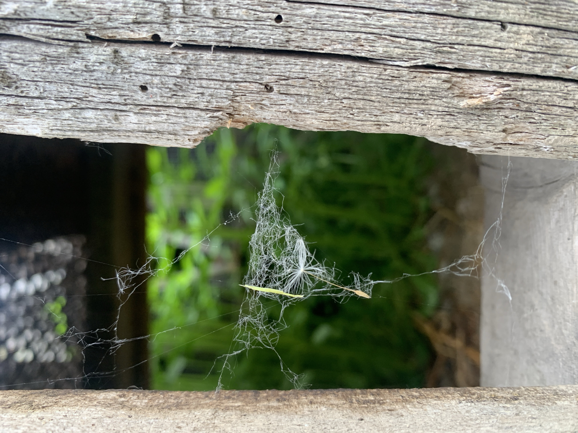 This close-up, eye-level shot showcases a delicate spiderweb stretched between two weathered wooden posts. The web, partially obscured by a dandelion seed, is intricately woven and catches the light, creating a fine, shimmering net. In the background, out of focus, is lush green foliage, suggesting an outdoor setting. The wooden posts exhibit a rough texture with visible grain and small holes, indicating age and exposure to the elements. The overall impression is one of natural detail captured in a moment of stillness. The image does not contain any people or specific details that would suggest its location in Ustinovka, Russia.