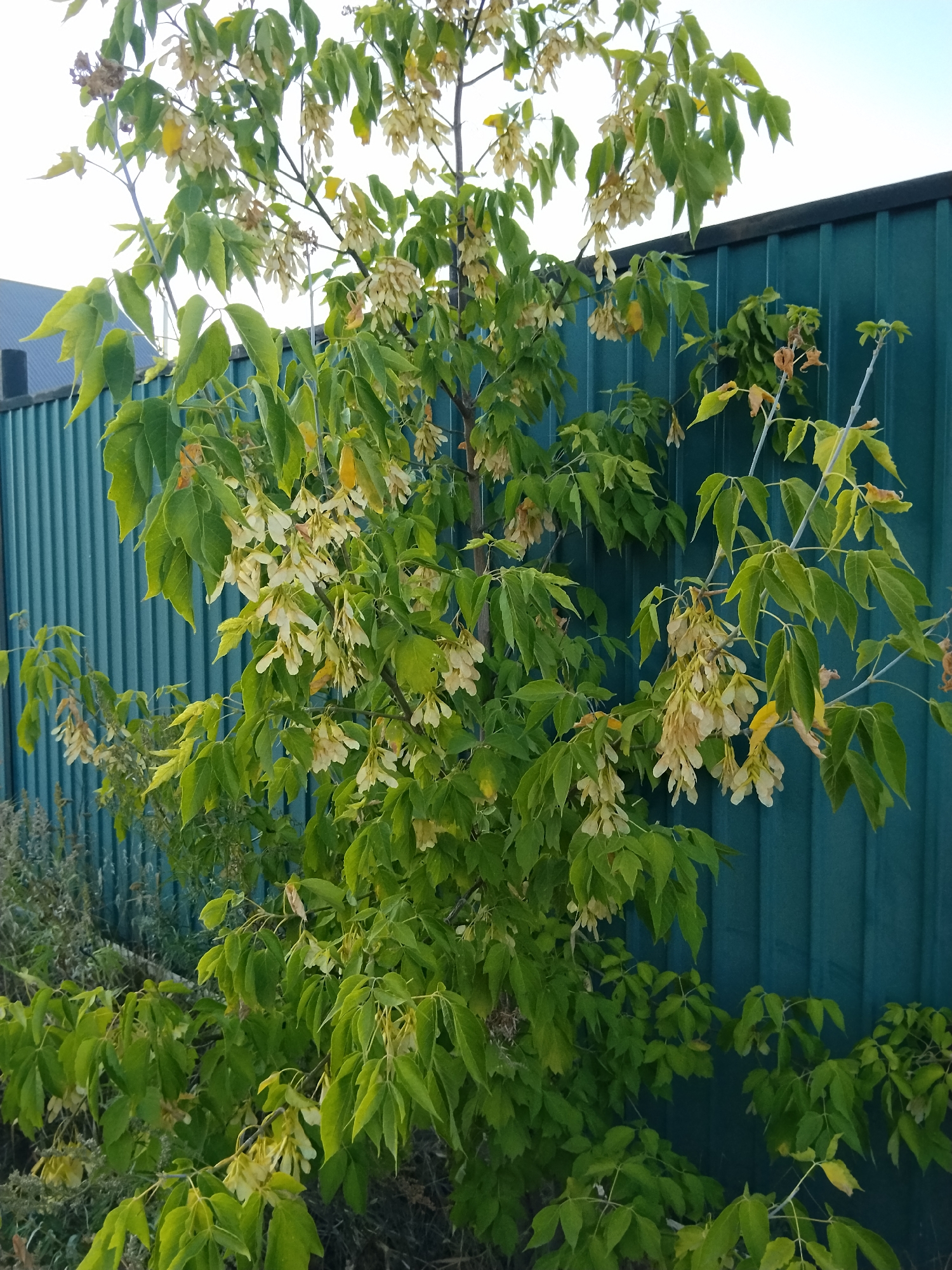 A young tree with numerous light brown winged seeds, commonly known as samaras, hangs from its branches. The tree has green leaves, some of which are beginning to turn yellow. It stands in front of a dark teal corrugated metal fence. To the left of the tree, a glimpse of a dark roof and a portion of a building is visible. The overall scene suggests an outdoor setting, possibly a garden or yard, in the city of Kokshetau, Kazakhstan.