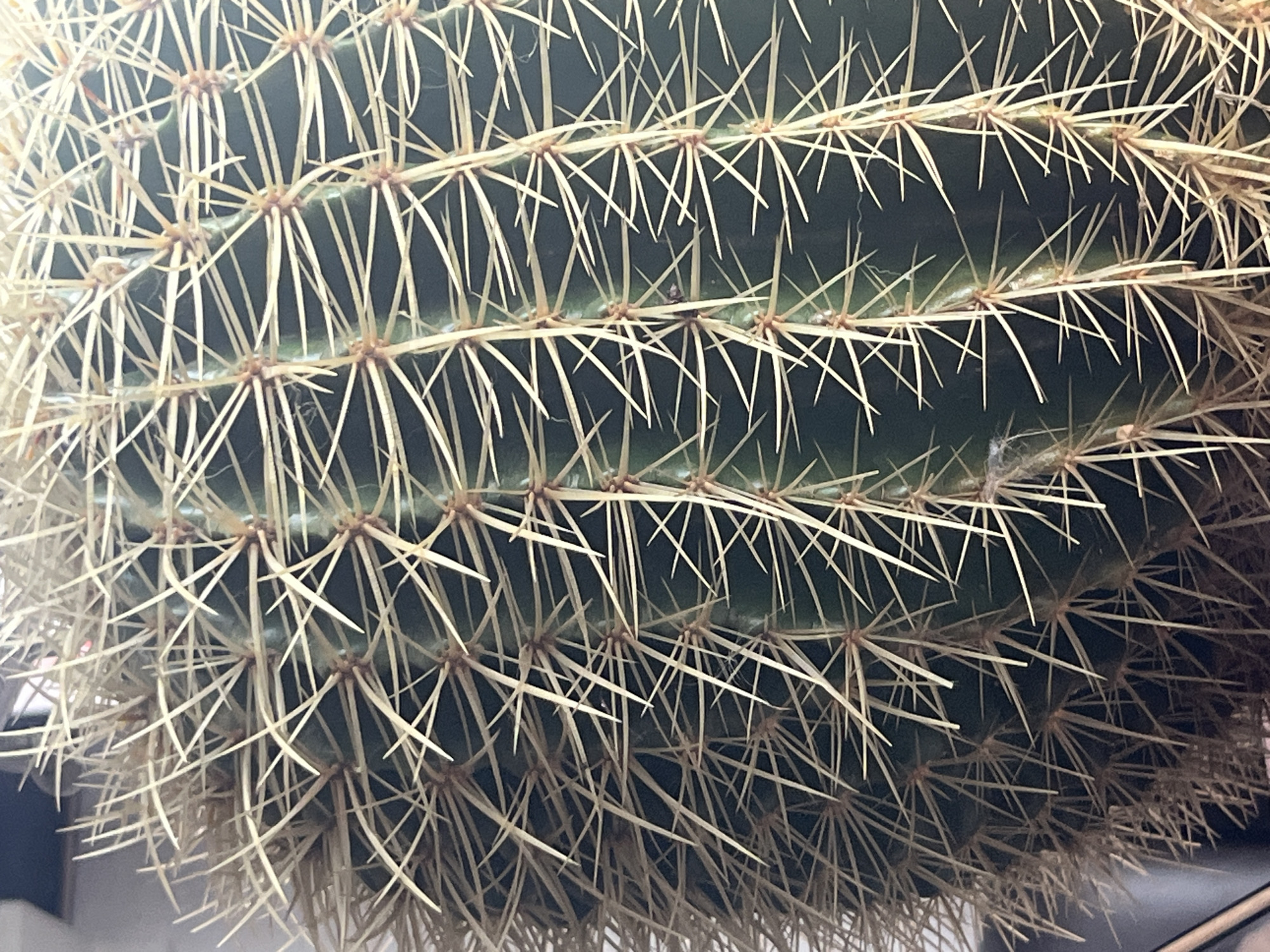 The image is a close-up, vertical, eye-level shot of a barrel cactus. The cactus is a deep green color with prominent ribs. Numerous sharp, pale yellow spines radiate outward from areoles along the ribs. The spines vary in length and thickness, creating a dense, spiky texture across the surface of the cactus. The lighting is somewhat bright, highlighting the texture and form of the spines and cactus body. The background is out of focus and appears to be a dark, indistinct surface, possibly a wall or furniture. There are no people or any identifiable elements that would suggest a specific location within the city of Schwerin, Germany.