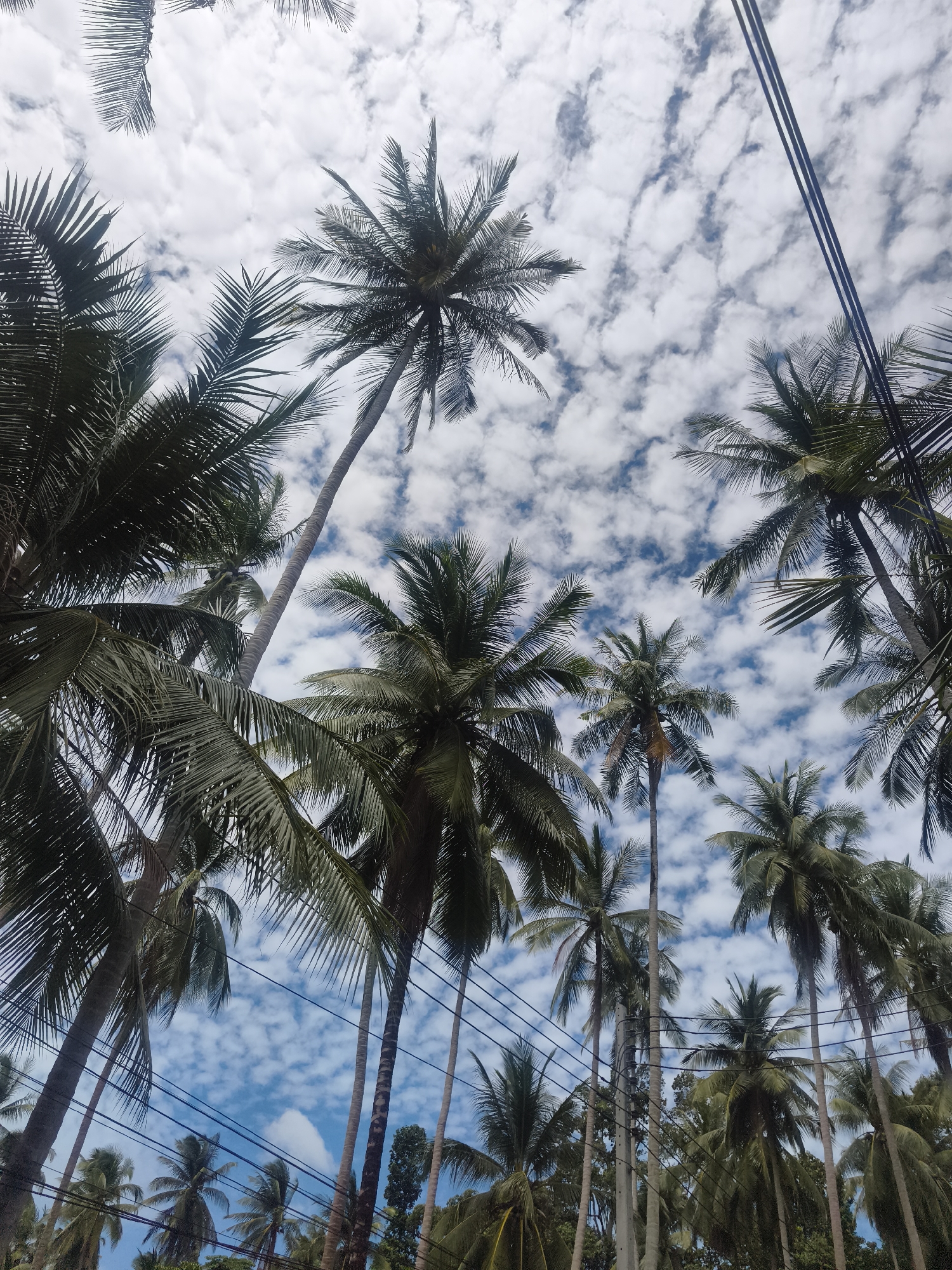 This is a low-angle shot of numerous palm trees against a bright blue sky filled with scattered white clouds. The fronds of the palm trees are in the foreground, framing the sky. Some power lines are visible, crossing diagonally across the upper right portion of the image. The scene appears to be located in Ko Samui District, Thailand, as suggested by the abundance of palm trees and the tropical sky. There are no people or animals visible in the frame. The overall impression is that of a tropical, natural landscape interspersed with man-made infrastructure.
