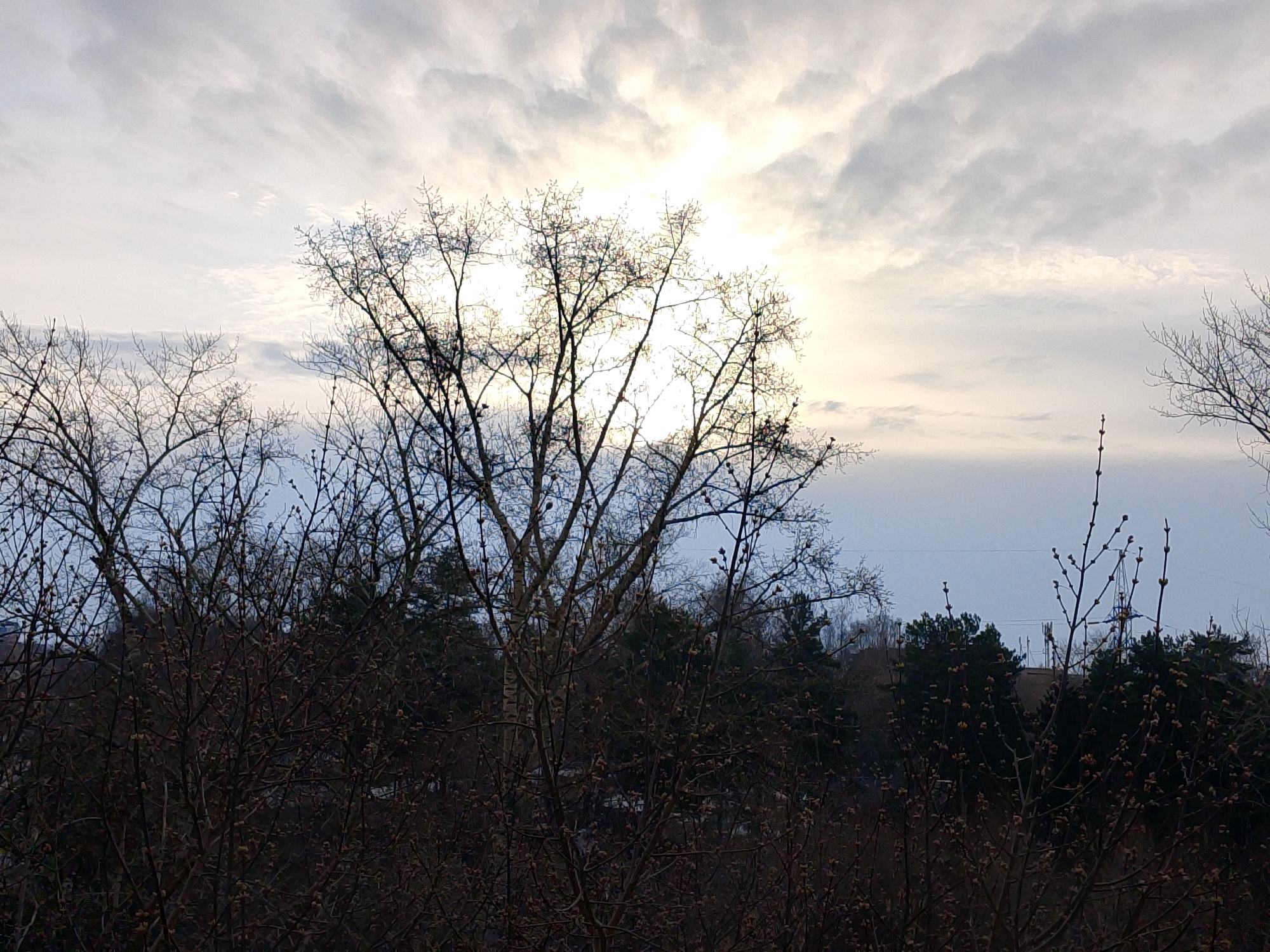 The image depicts a view of the sky and treetops in Izhevsk, Russia. The sky is overcast with a bright patch of light, likely the sun, obscured by clouds. Silhouetted against the sky are the bare branches of trees, suggesting a season before leaves have fully emerged, possibly early spring or late autumn. A mix of deciduous and coniferous trees are visible. In the middle of the view, a tree stands out prominently with its branches reaching up towards the light. Below the tree line are darker shapes representing dense foliage and buildings. In the background, there appears to be some kind of electric tower in the top right corner. The location is inferred from the request for information and it is assumed the picture was taken in Izhevsk, Russia.