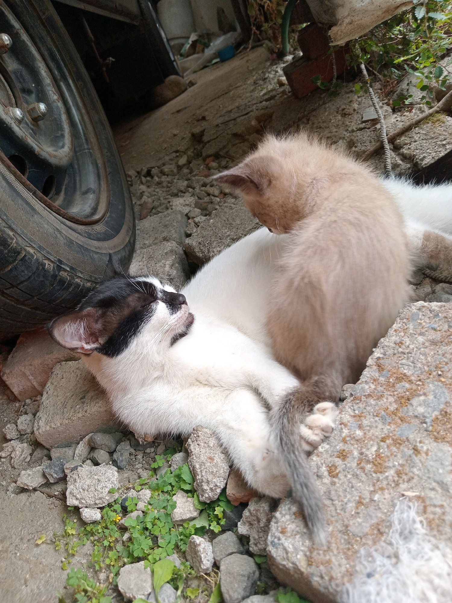 In Claket, Indonesia, a black and white cat is lying on its back amidst rocks and debris. Its eyes are closed, and its mouth is slightly open. A small, light brown kitten is perched on the white cat's chest, looking down at it. The background shows a car tire and some vegetation.