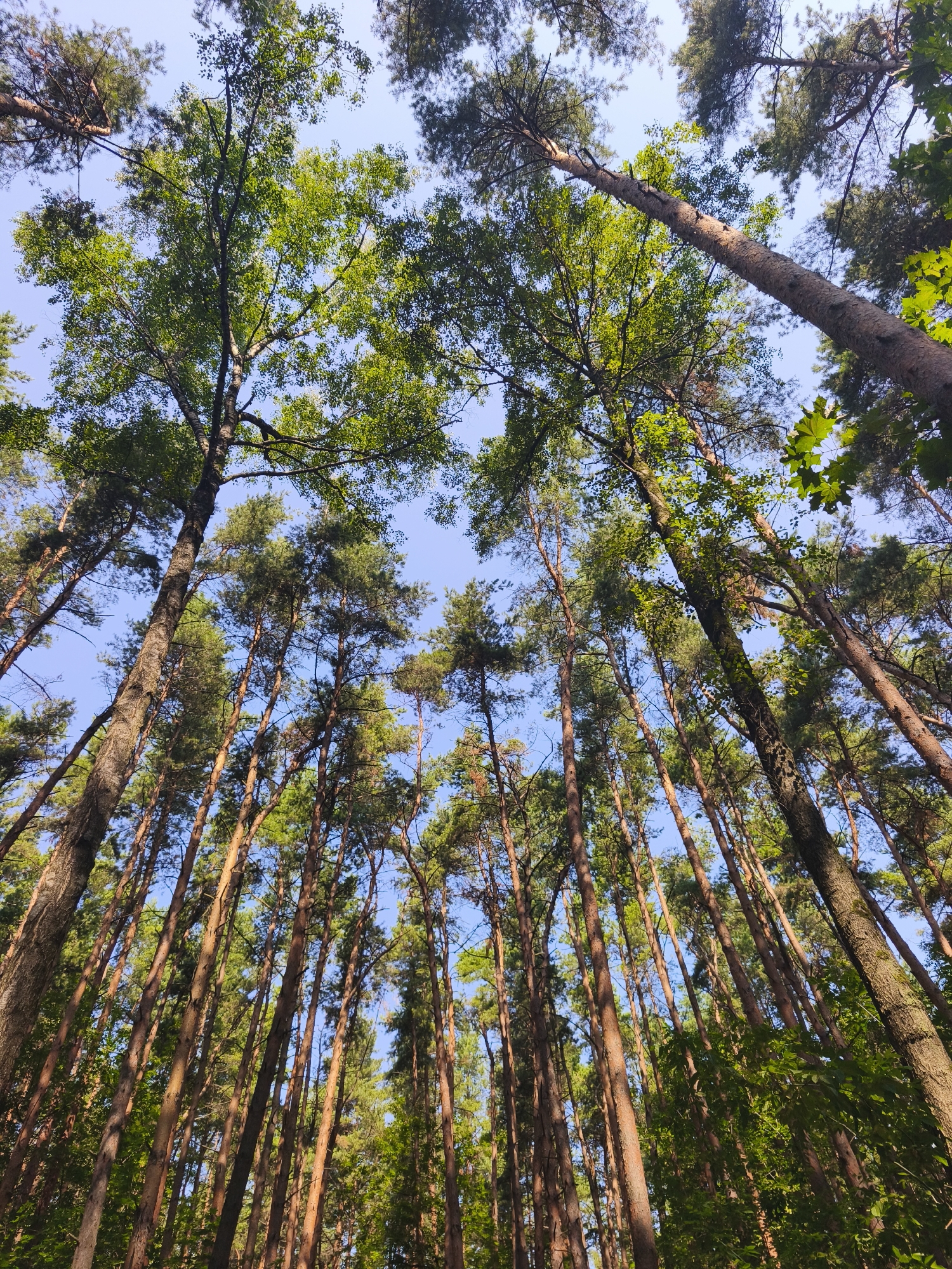 The image shows a low-angle view looking up into a dense forest canopy with a clear blue sky visible through the branches. The trees are tall and slender, with rough, textured bark. Sunlight filters through the green leaves, creating dappled shadows. The forest appears to be located in Moscow, Russia, given the context provided. No people or animals are visible in the scene. The environment is natural and undisturbed.