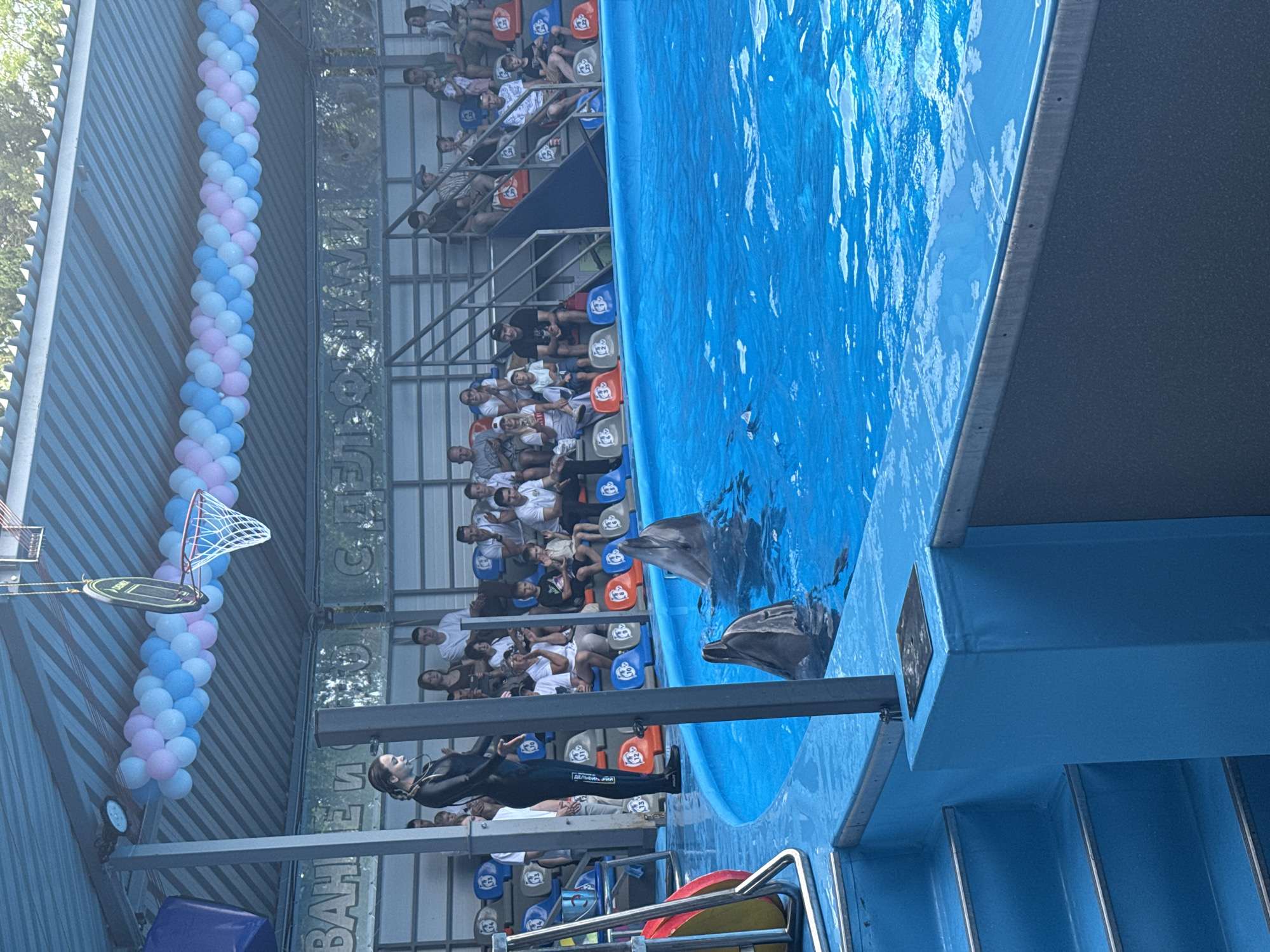 In Sochi, Russia, at an outdoor dolphinarium, a trainer in a black wetsuit stands on the edge of a blue pool. Two dolphins are visible in the water, with one breaching the surface. Spectators are seated in bleachers behind the pool, under a covered roof decorated with a string of pink and blue balloons. A basketball hoop is suspended above the pool area. The scene suggests an ongoing dolphin show or performance.