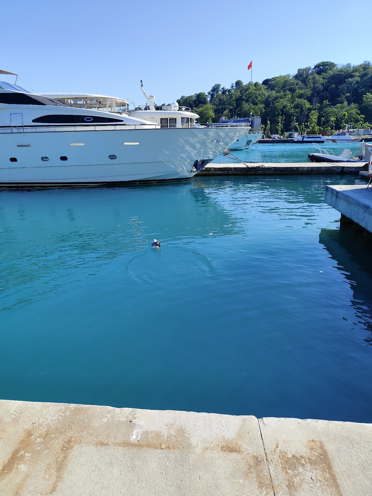 A wide shot captures a serene harbor scene in Sarıyer, Turkey, under a clear blue sky. In the foreground, a concrete pier juts out into the tranquil, turquoise water. A large, white yacht dominates the left side of the frame, docked in the harbor. Its sleek design and multiple windows suggest luxury. In the middle ground, a lone duck swims gracefully, creating small ripples on the water's surface. Further in the background, more boats are visible, along with a lush green hillside covered in trees, topped by a red flag flying from a pole. The overall atmosphere is one of calm and natural beauty.