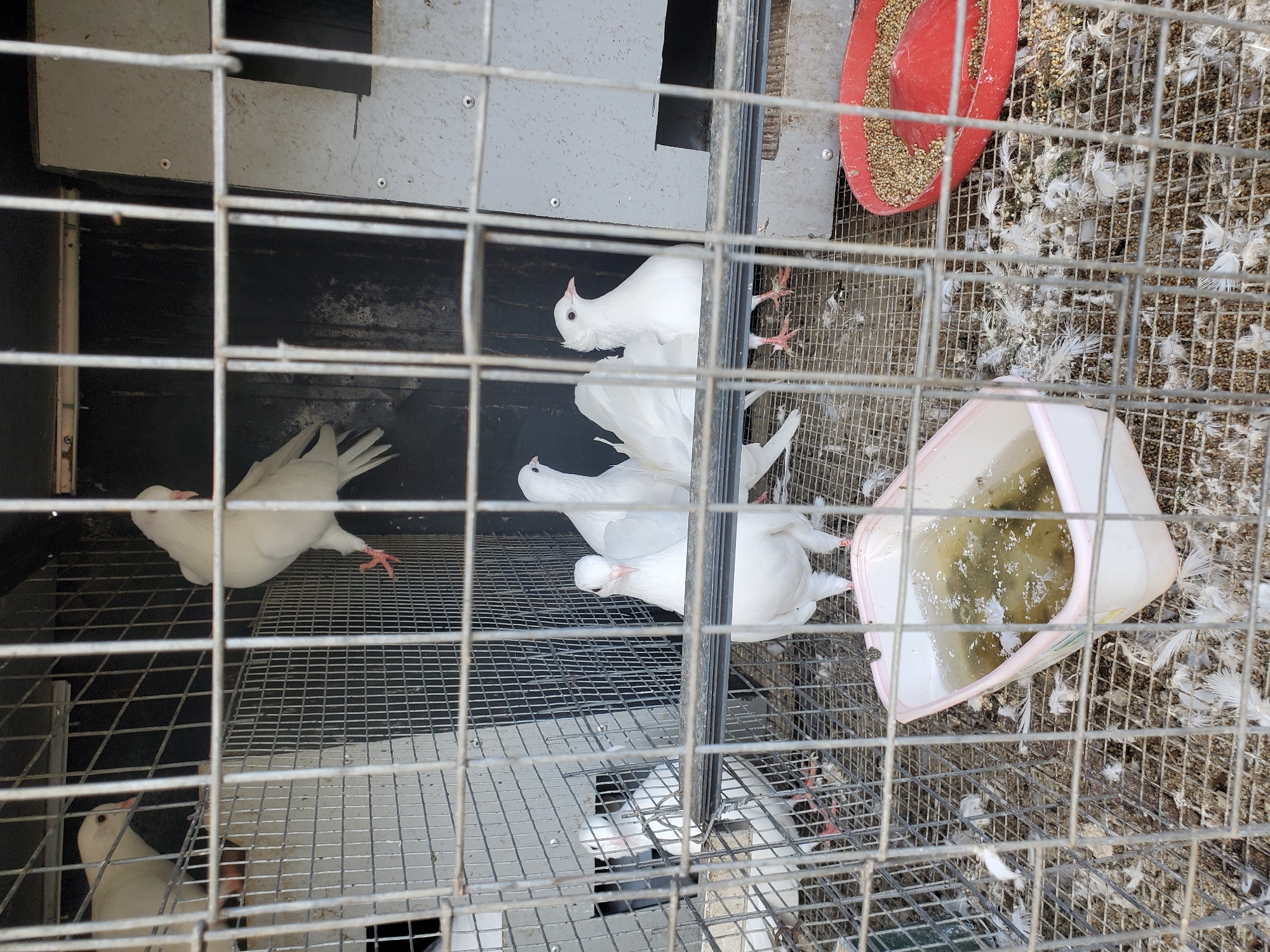 The image depicts the interior of a bird enclosure, likely a pigeon coop, in Rayfield, Nigeria. The enclosure is constructed with wire mesh and contains several white pigeons. Some pigeons are visible in the foreground, standing on the wire mesh floor, while others are positioned in the background. Scattered across the floor are numerous white feathers, indicating a potentially messy environment. There are also feeding and water containers present within the enclosure. The lighting suggests it is daytime, possibly overcast given the lack of harsh shadows.