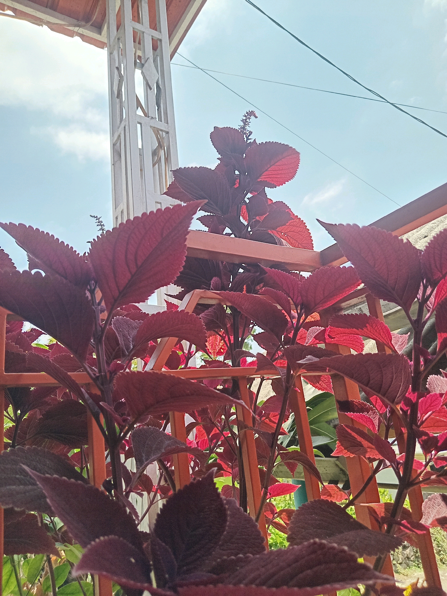 The image shows a close-up, low-angle view of a coleus plant with deep red, serrated leaves. The plant is situated behind an orange-colored fence. In the background, a white metal structure, possibly part of a building's roof support or a decorative element, is visible against a pale blue sky with some wispy clouds. Power lines are strung across the upper right portion of the sky. The scene appears to be outdoors, likely in a residential area. The image was taken in Claket, Indonesia. There are no people or animals present in the image.