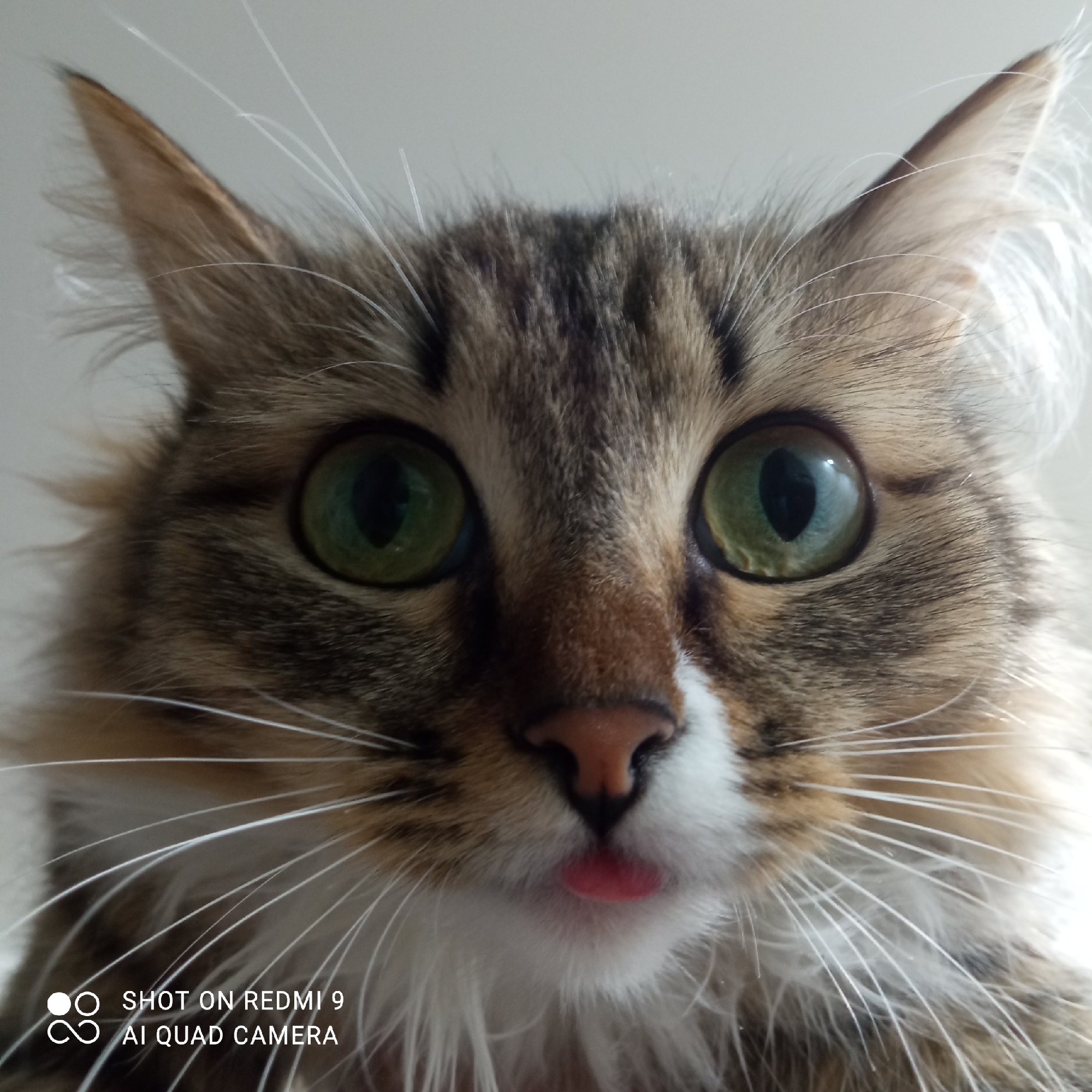 A close-up photograph shows a cat with brown tabby fur and striking green eyes. The cat has white fur around its mouth and extending down its chest. It has a pink nose and is sticking its tongue out slightly. The background is a blurred light gray. At the bottom left corner of the image are the words "SHOT ON REDMI 9 AI QUAD CAMERA". The location is not identifiable from the image itself. Therefore, it is impossible to determine if it's in Chaikovsky, Russia.