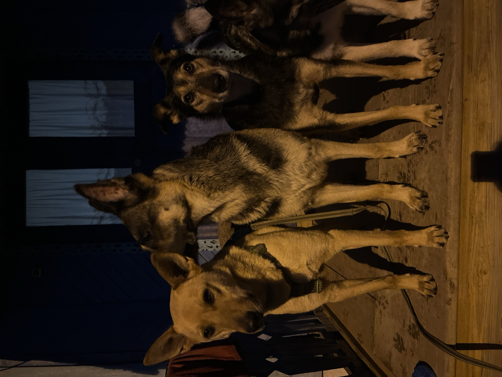 The image shows four dogs standing on a wooden porch at night. The porch is illuminated by artificial light, casting long shadows. The dogs are of various breeds and sizes, with one dog in the foreground on the left appearing to be a tan-colored shepherd mix. The other dogs are partially visible behind it. The background features a dark blue wall with two windows covered by light-colored curtains. To the left of the dogs, a red cloth is hanging, and a black leash is visible on the porch floor. The overall scene suggests a domestic setting. The image was taken in the city of Nizhny Tagil, Russia.