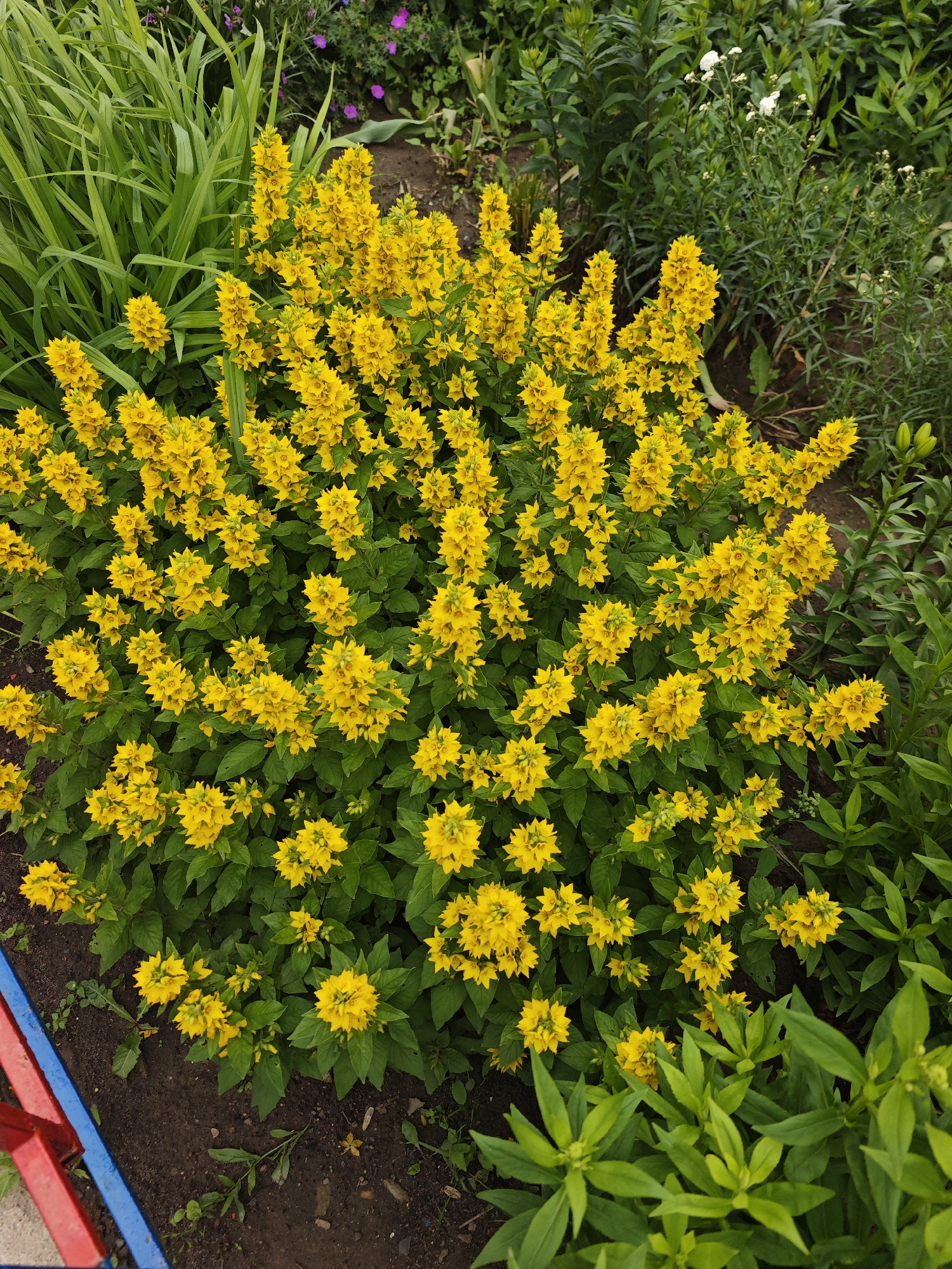 This is a high-angle, full-shot photograph of a dense patch of bright yellow flowers, likely Lysimachia punctata or similar, in a garden setting. The flowers are clustered in tall spikes and cover the majority of the frame, with their vibrant yellow petals contrasting against the deep green of their leaves and foliage. To the left of the yellow flowers, there are tall, lush green leaves, possibly from a different plant such as daylilies. In the background, there are more plants with green leaves and some small, scattered purple and white flowers, indicating a variety of flora in the garden. The ground beneath the plants appears to be dark soil. Along the bottom left edge of the image, a portion of a garden border is visible, featuring distinct red and blue stripes. The lighting suggests it is daytime, likely overcast or in diffused sunlight, as there are no harsh shadows. The scene evokes a feeling of natural beauty and abundance, typical of a well-maintained garden in bloom during the summer months. There is no visible text in the image. The context provided indicates the location is Chekhov, Russia.