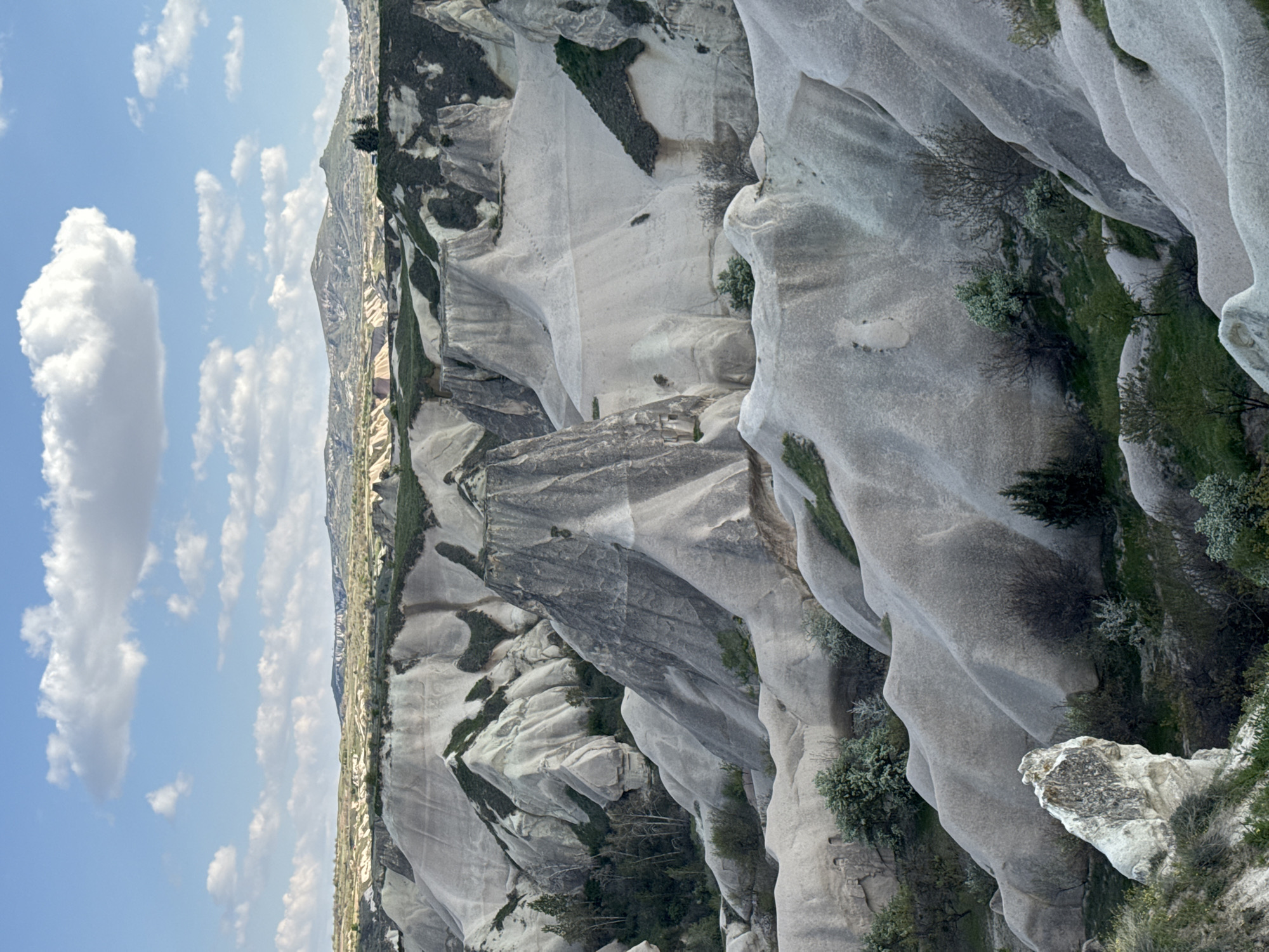 The image presents a vast, panoramic landscape showcasing the distinctive geological formations of Göreme, Cappadocia, Turkey. The scene is dominated by dramatically eroded rock formations, primarily appearing in shades of light grey, off-white, and subtle earthy tones. These formations exhibit smooth, undulating surfaces, sculpted by natural processes into rounded cliffs, valleys, and what are commonly known as "fairy chimneys."
Sparse vegetation, including small green trees, bushes, and patches of grass, dots the landscape, clinging to the rock faces and growing in the crevices, providing a vibrant contrast to the pale stone. Some sections of the rock appear darker and more rugged, hinting at varying geological compositions or erosion patterns.
Above the unique terrain, a bright blue sky is visible, adorned with numerous scattered white cumulus clouds. The clear lighting indicates it is daytime, likely morning or afternoon, with fair weather conditions. There are no people, animals, or any specific activities taking place within the frame. No text is visible in the image. The scene conveys a sense of natural wonder, tranquility, and the profound beauty of this iconic Turkish region.