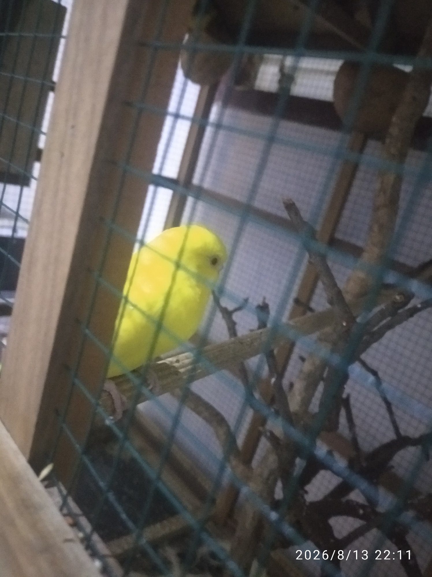 A bright yellow budgerigar is perched on a wooden branch inside a cage. The cage has a wooden frame and is covered with green mesh. Several other branches are visible within the cage, along with what appear to be perching areas or nesting boxes made of wood in the background. The environment appears to be indoors, possibly a room, with a wall visible in the background. A timestamp "2026/8/13 22:11" is present in the lower right corner of the image. The specific location in the city of Nglebak, Indonesia, cannot be determined from the visual information provided.