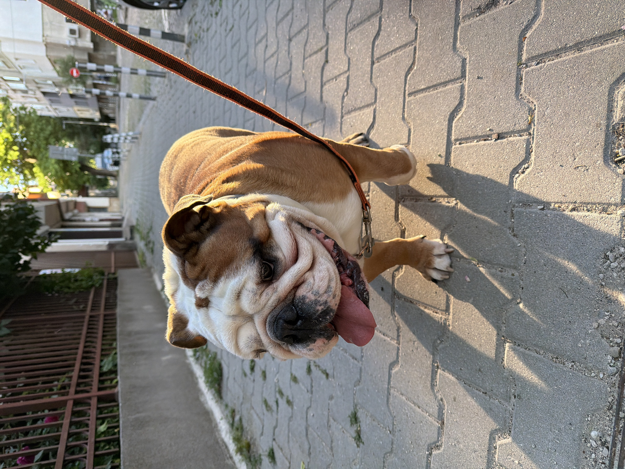 A tan and white English Bulldog with a long, pink tongue protruding from its mouth lies on a grey, interlock brick sidewalk. The dog is on a brown and black leash. To the left, there is a grey sidewalk, a rusty metal fence, and foliage. In the background, blurred buildings, trees, and striped black and white poles are visible. The photo was taken outdoors on a sunny day. Based on the architecture and location, this picture was likely taken in the city of Sofia, Bulgaria.