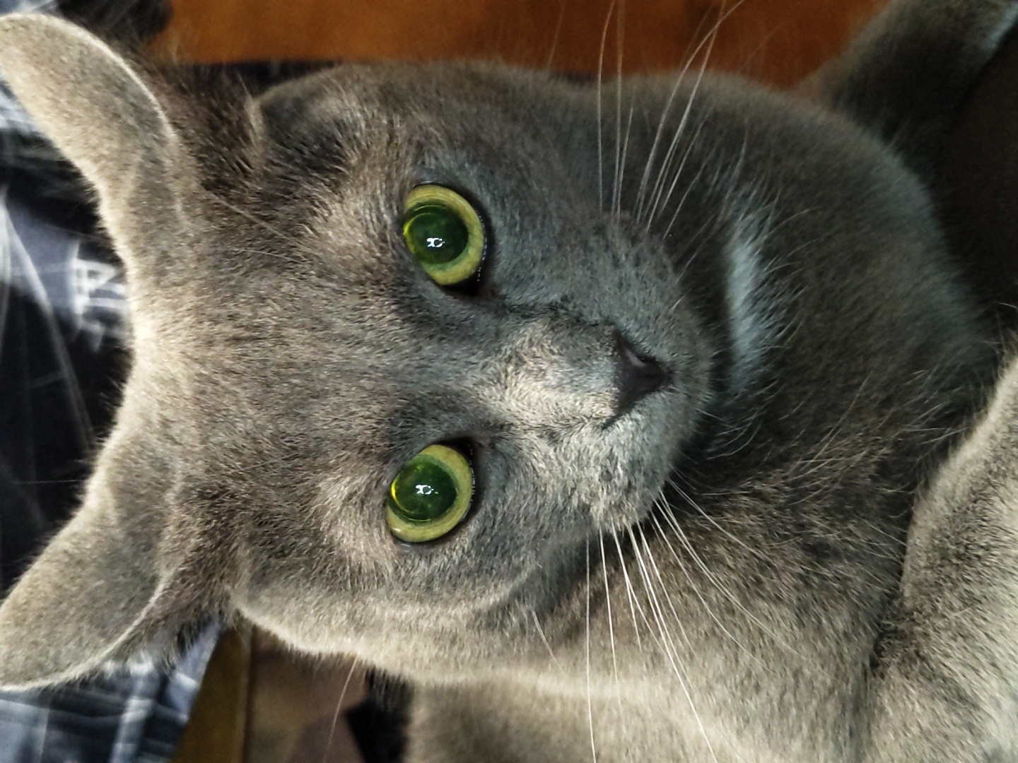 A close-up, eye-level shot focuses on the head of a grey cat. The cat's bright green eyes, with reflective pupils, are the most prominent feature. Its ears are pointed upwards, and its whiskers are long and white, fanning out from its muzzle. The fur is short and dense, with subtle variations in tone. The background is blurred, showing a dark, patterned fabric and a hint of a brown surface, possibly wood. The lighting highlights the cat's face and fur texture. The location is described as Unknown, Unknown.