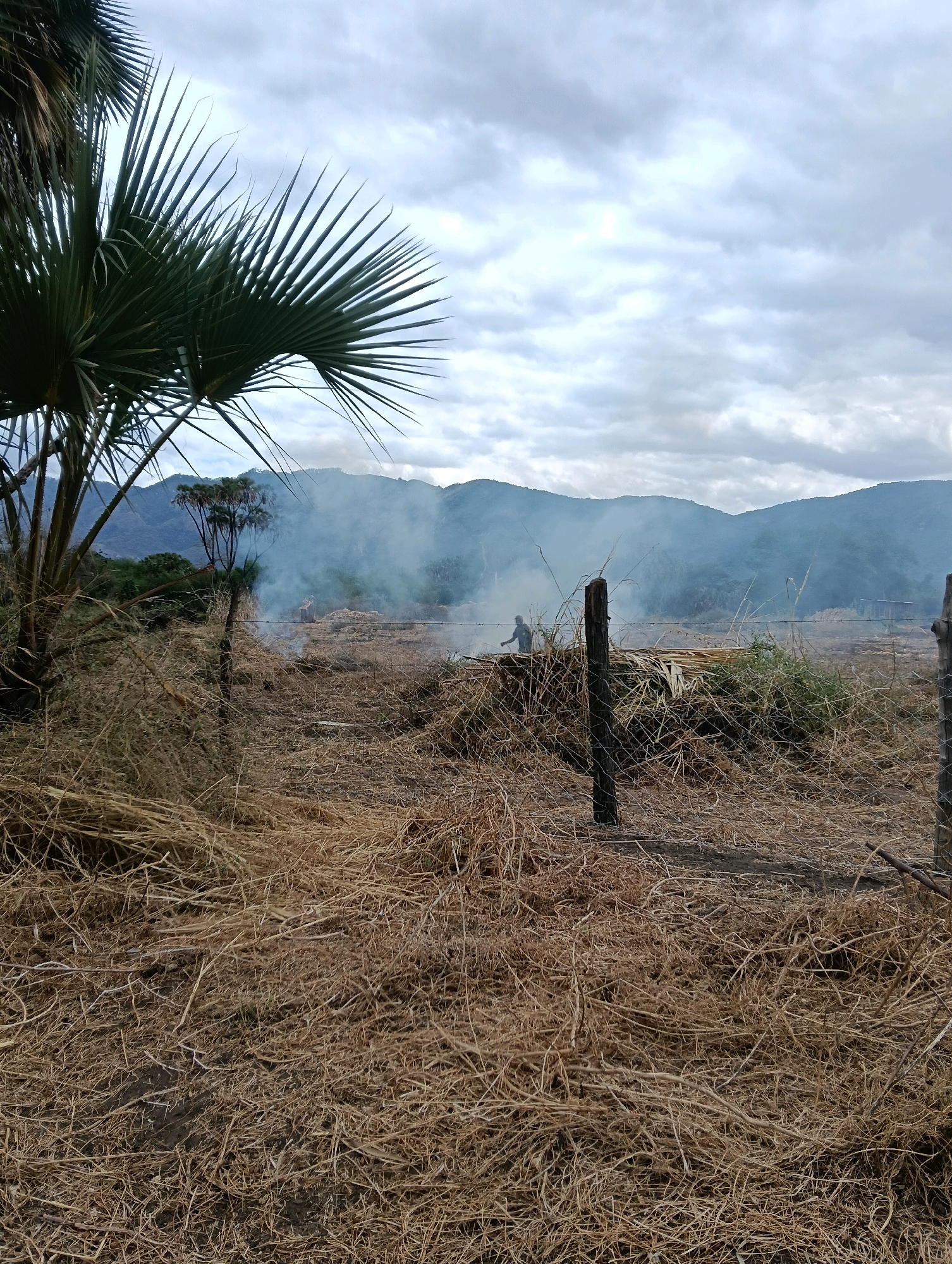 An outdoor, eye-level, medium shot captures a rural scene in Mutitu/Kaliku ward, Kenya, with a person tending to a controlled burn. In the foreground, dry, golden straw and debris are piled high, partially obscuring a weathered wire fence. A rough wooden post, weathered and dark, stands to the right of the frame, with another similar post further back. A tall palm tree with sharp, green fronds dominates the upper left of the image. In the middle ground, a figure, appearing to be a person in a red top, stands amidst a plume of white smoke rising from a pile of dried vegetation. Beyond the smoke, rolling hills with a hazy, blue-green hue stretch into the background under a cloudy, overcast sky. The scene evokes a sense of agricultural activity and natural landscape.