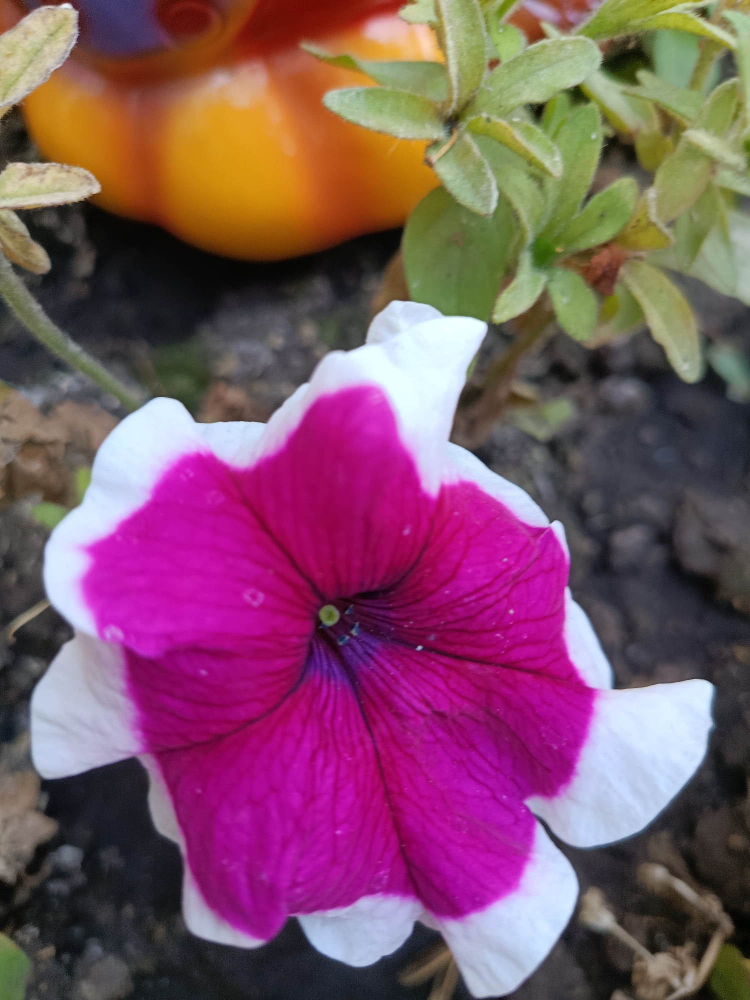 A close-up, high-angle shot focuses on a vibrant petunia flower with white-edged magenta petals. The flower's center transitions to dark purple. In the out-of-focus background, a yellow and orange decorative object, possibly a pumpkin, is visible, along with green foliage and dark soil. The image was taken outdoors in Saratov, Russia.