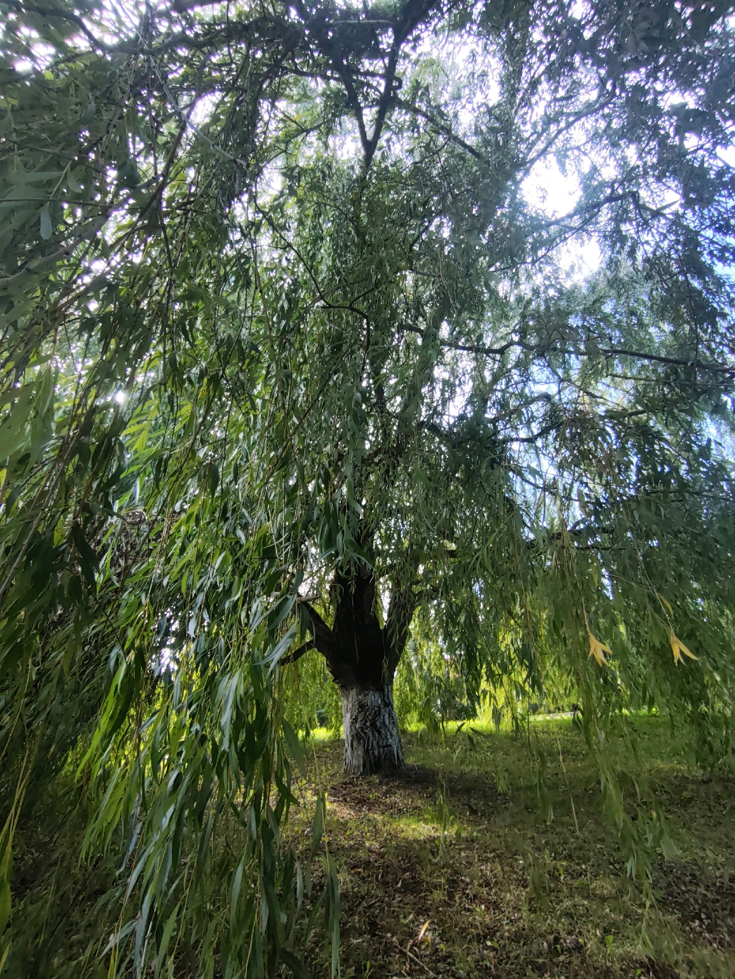 A wide shot captures a large weeping willow tree with its branches cascading downwards, obscuring much of the sky. The tree's trunk is visible at the bottom center, showing rough bark. The ground beneath is covered in dry leaves and grass. In the background, a sunlit grassy area suggests a park or open field. The image is taken from a low angle looking up into the dense foliage of the willow tree. The location is not identifiable as Jonava, Lithuania from the visual information provided.