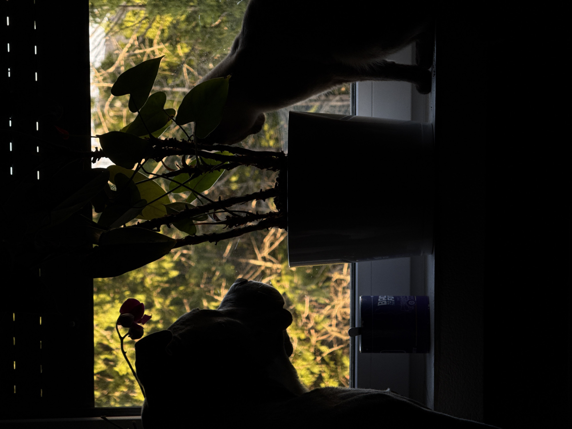 The media file captures an indoor scene looking out through a horizontal window, strongly silhouetted against bright outdoor light.
**Subjects:** The primary subjects are two domestic cats, both largely silhouetted. In the upper part of the frame, one cat is seen from above, its body extending towards a potted plant with large, heart-shaped leaves and thorny stems. Its paws are visible near the plant. In the lower half, another cat is depicted from behind, sitting calmly on the windowsill and gazing out. An orchid plant with a single deep pink flower and several buds is also visible in the lower left. Other objects include a white cylindrical plant pot and a purple cylindrical container or mug on the windowsill. The far left features vertical blinds or slats, creating a pattern of dark stripes and narrow illuminated gaps.
**Activity or Event:** The cats are engaged in typical feline window-watching. The upper cat appears to be investigating or interacting with the potted plant, while the lower cat is serenely observing the outdoor environment.
**Notable Details:** The scene is characterized by dramatic backlighting, creating strong silhouettes of the indoor elements. The light outside is bright and has a golden hue, suggesting either early morning or late afternoon/sunset. The outdoor view consists of lush, green foliage, likely trees or dense greenery, which appears somewhat blurred. The location is Esch-sur-Alzette, Luxembourg. The mood is peaceful and contemplative.
**Visible Text:** On the purple cylindrical object in the lower right, partial text "BRO" and "TO FU" can be discerned, likely part of "Back To Future".