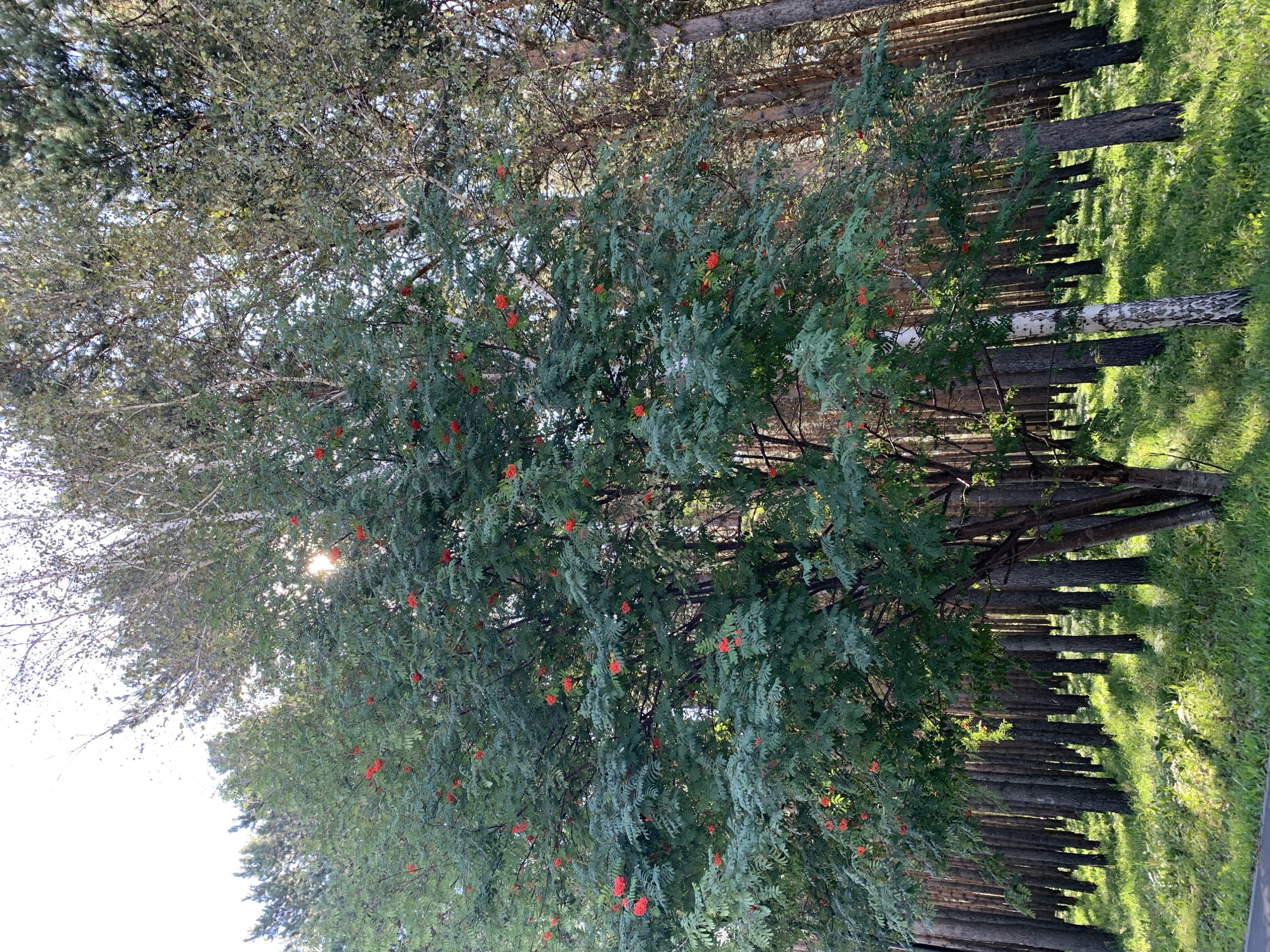 The image depicts a sun-dappled forest scene, likely in Prokopyevsk, Russia, characterized by tall, slender trees with a predominantly green canopy. A prominent rowan tree, laden with bright red berries, stands in the foreground, its branches reaching upwards and outwards. The sunlight filters through the leaves, creating a dappled effect on the lush green undergrowth. The background is filled with a dense stand of trees, their trunks forming a textured wall of vertical lines. The ground is covered with grass and other low-lying vegetation, also illuminated by the sunlight. The overall impression is one of a serene and natural environment.