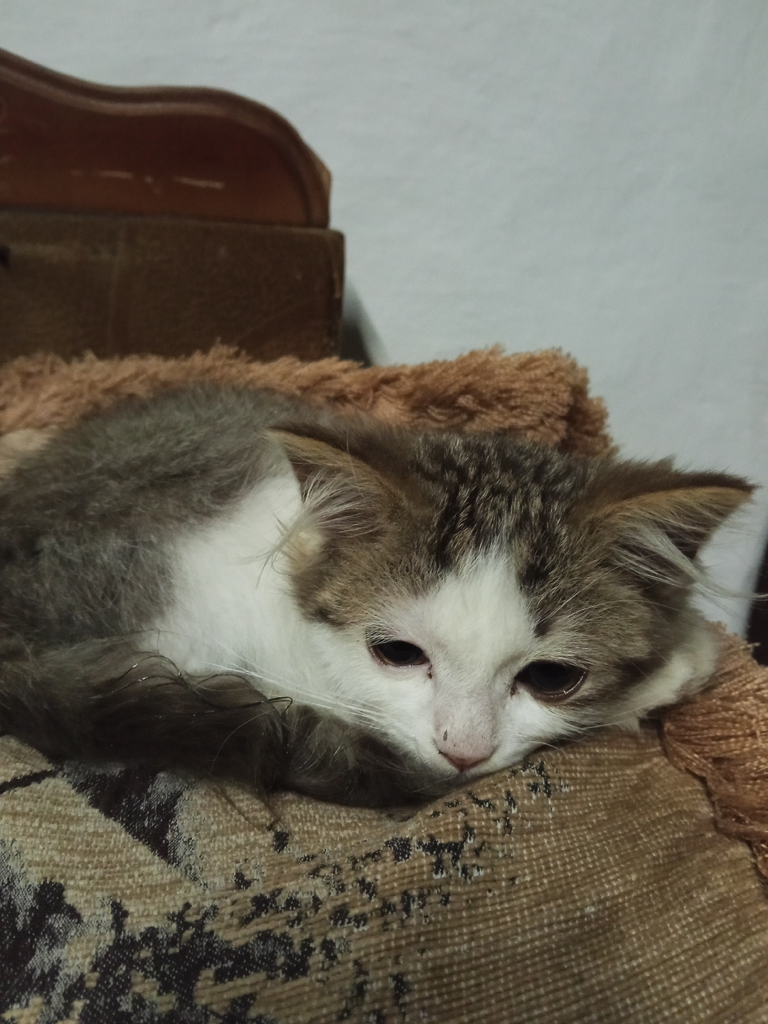 A close-up, medium-shot photo shows a fluffy kitten resting its head on a textured, brown surface. The kitten is curled up, with its body partially visible. Its fur is a mix of white, gray, and brown, with distinct tabby markings on its head and back. The kitten has large, dark eyes and a small pink nose. The background is out of focus, appearing as a plain, light-colored wall and a hint of a dark, wooden object. There is no indication of the city of Urus-Martan, Russia, in the image.