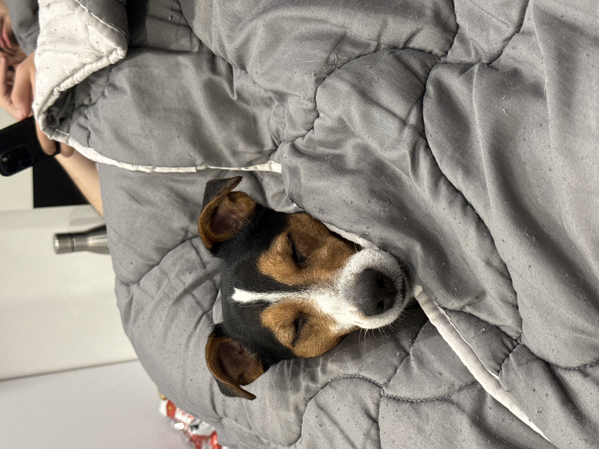 A Jack Russell Terrier is nestled under a gray comforter, with only its head visible. A person is holding a smartphone in the upper left corner of the image. The scene appears to be indoors, but the location in Sofia, Bulgaria, is undetermined.