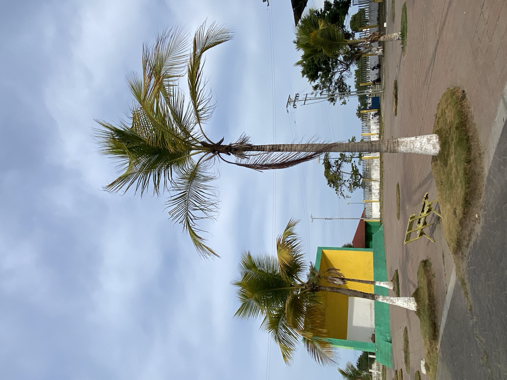 The image shows a scene in Higuerote, Venezuela. Two palm trees are prominent in the foreground, positioned against a cloudy sky. A building with a yellow and white facade with green trim is visible behind the lower palm tree. In the background, there are other trees and buildings, along with power lines. A paved area with grass patches and scattered benches or other structures is in the midground.
