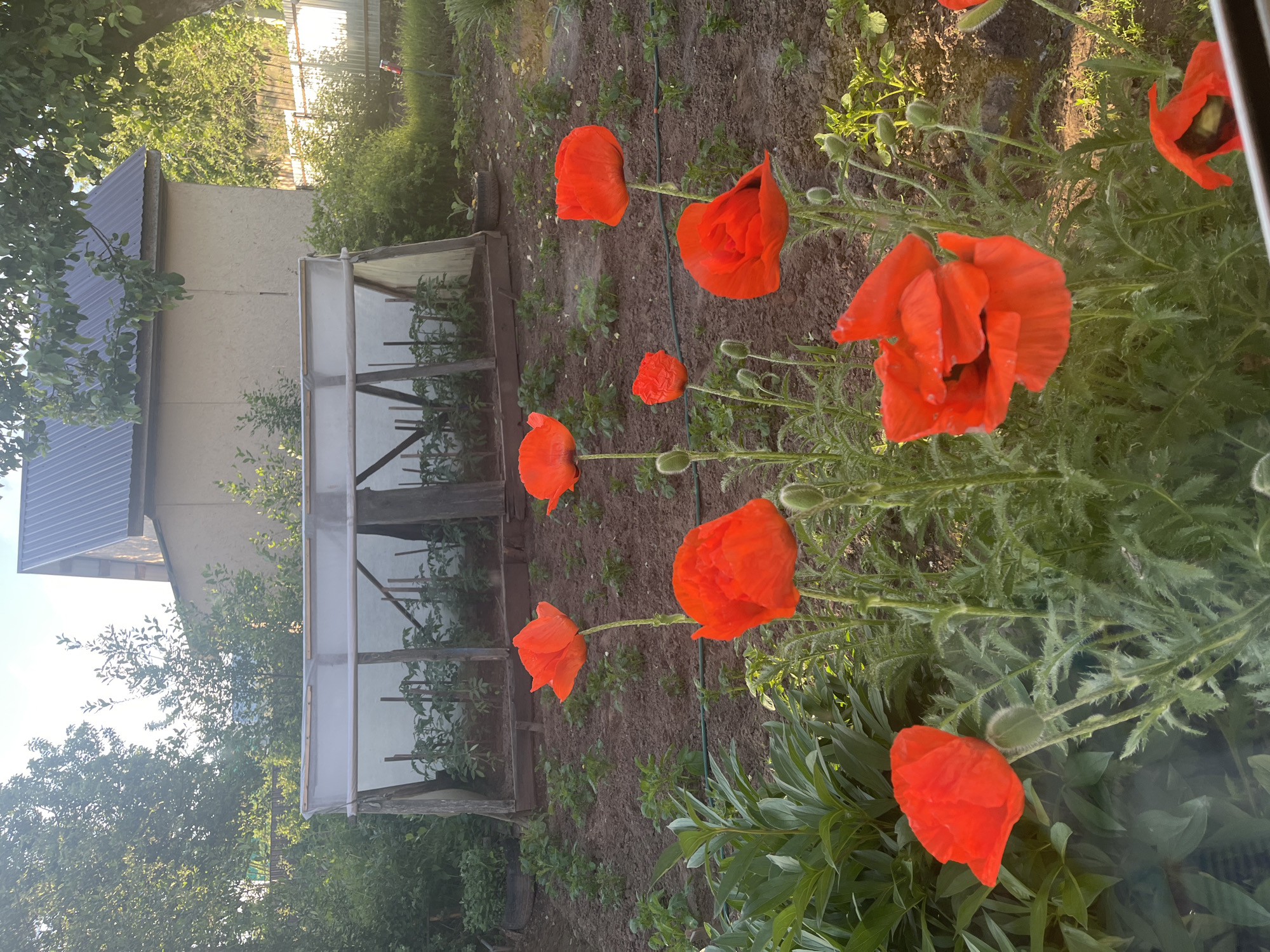 This image depicts a garden scene, likely in the city of Chaikovsky, Russia, bathed in the soft light of late afternoon or early morning. In the foreground, several vibrant red poppies are in full bloom, their delicate petals unfurling against a backdrop of lush green foliage. Behind the poppies, a simple greenhouse, constructed with wooden frames and covered with translucent sheeting, stands over rows of young plants, possibly tomatoes. Further back, a rustic building with a dark metal roof is visible, surrounded by trees and vegetation. The ground is dark soil, suggesting a cultivated garden. The overall impression is one of a peaceful, bucolic setting, possibly a dacha or a private garden.
