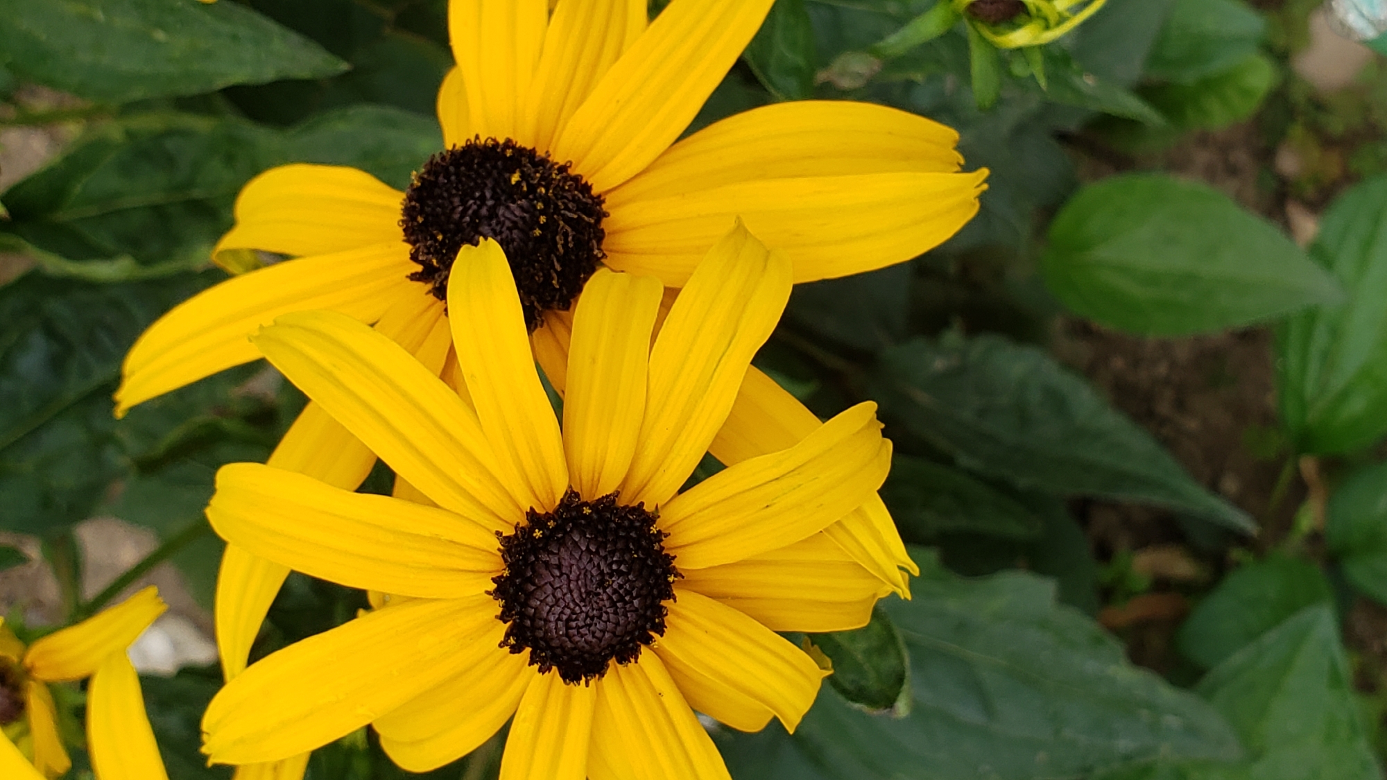 Two yellow flowers with dark centers are in full bloom. The petals are long and pointed. The background is filled with green leaves. The image appears to have been taken in a garden or park. The specific location in Prešov, Slovakia cannot be determined from the image alone.