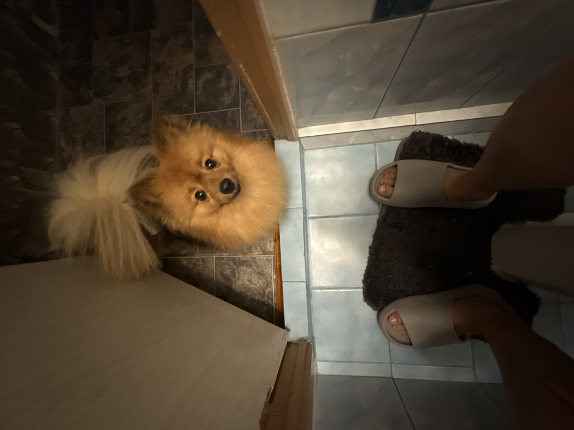 The image shows a Pomeranian dog in a bathroom in Khimki, Russia. The dog is facing the camera with its head cocked slightly to the left. The dog is standing near a dark tile floor on the left side of the frame, next to a light-colored door. The bathroom floor is covered in light blue tiles. A person is standing on a dark-colored bath mat, wearing light-colored sandals. The person's legs and feet are visible. The scene is lit with a warm, dim light.