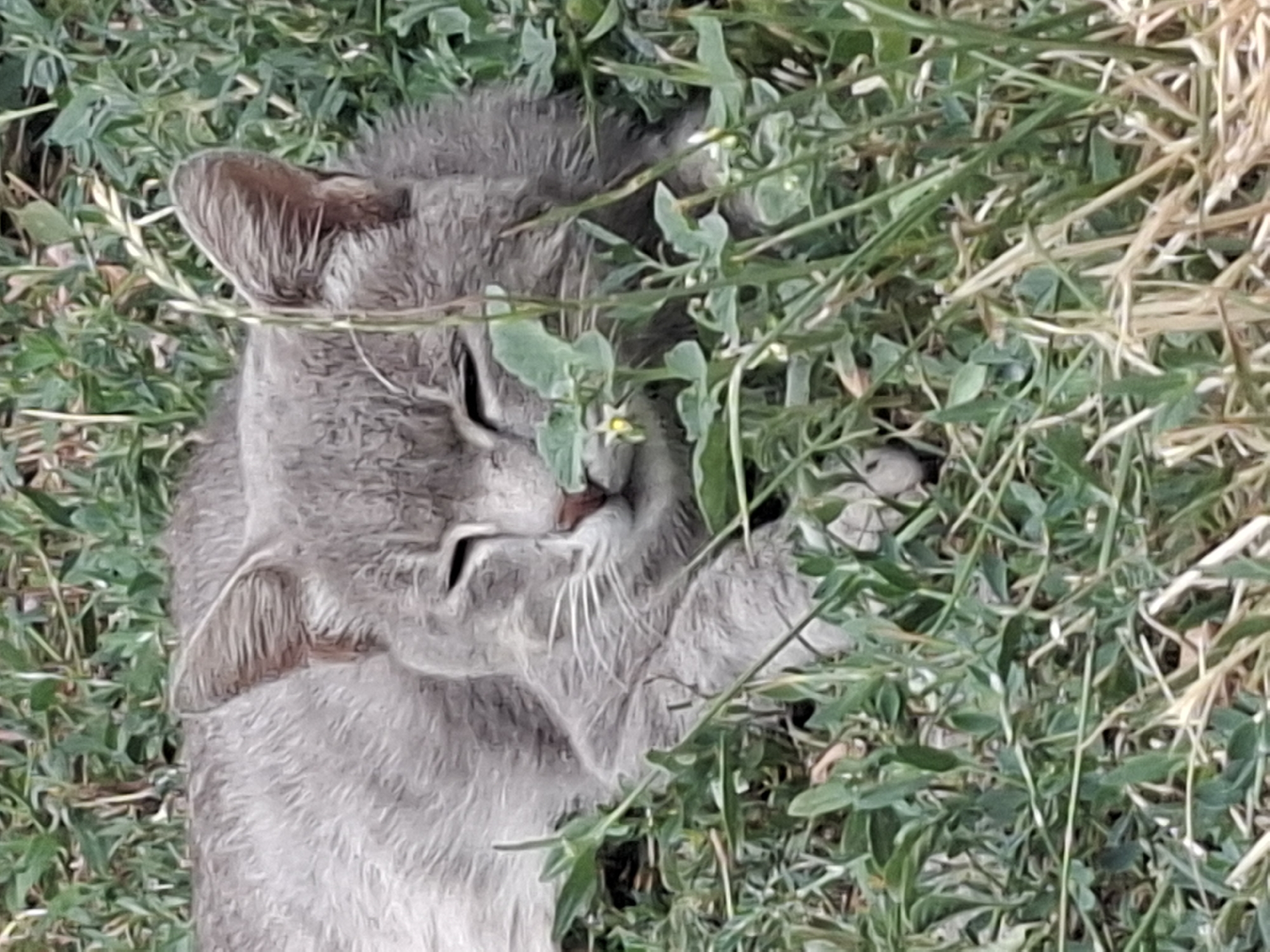 The image shows a close-up of a grey cat lying in lush green grass. The cat's eyes are closed, and its ears are perked up, suggesting it is resting or sleeping. The cat is positioned in the center of the frame, partially obscured by the surrounding foliage. The grass is a mixture of green leaves and dry stalks, indicating a natural outdoor environment. There are no visible humans or man-made structures in the image. The scene appears to be a peaceful moment in a grassy area. Given the context of Almaty, Kazakhstan, this could be a park, a yard, or any green space within the city.